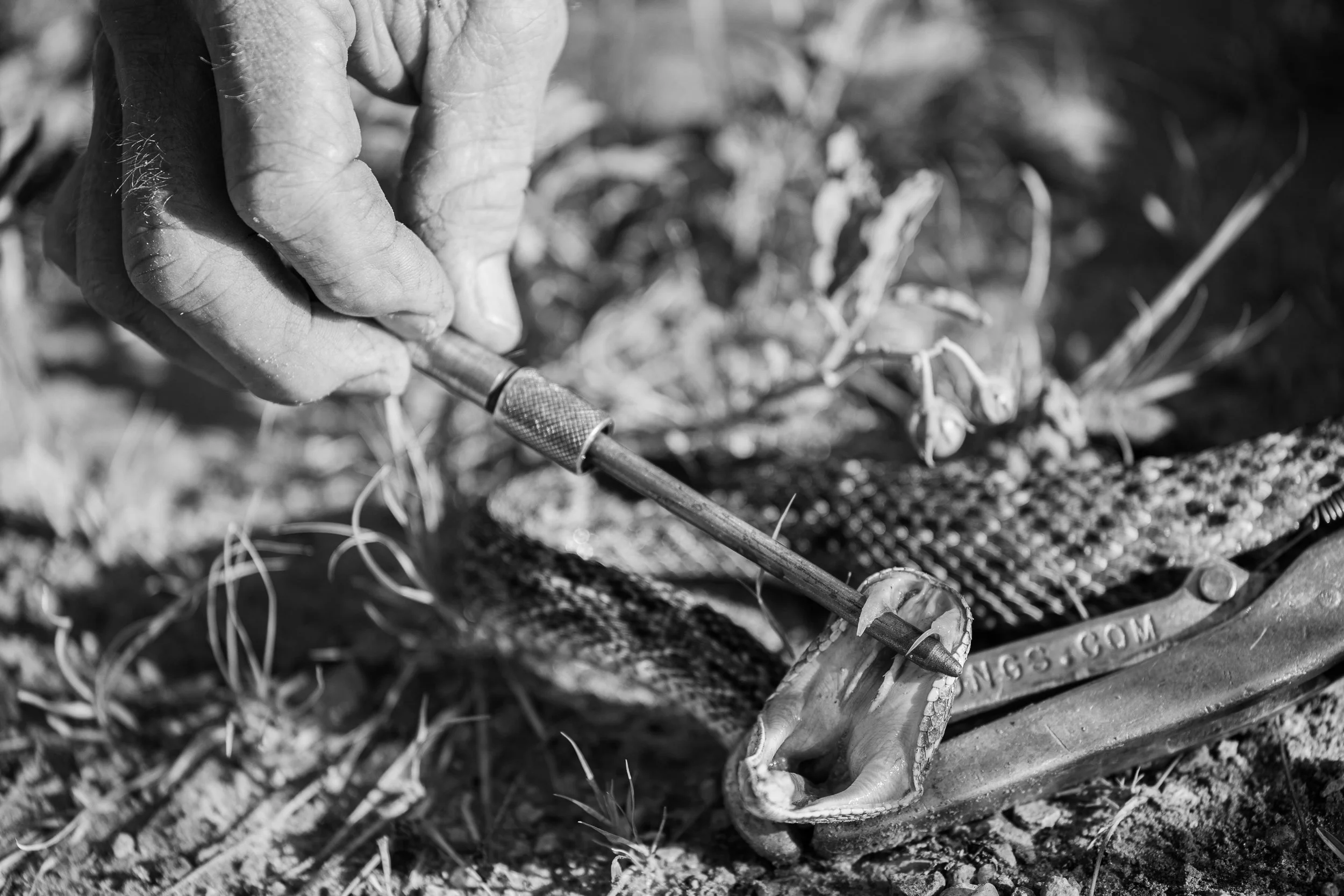 Fulton, Jill-6082.jpg