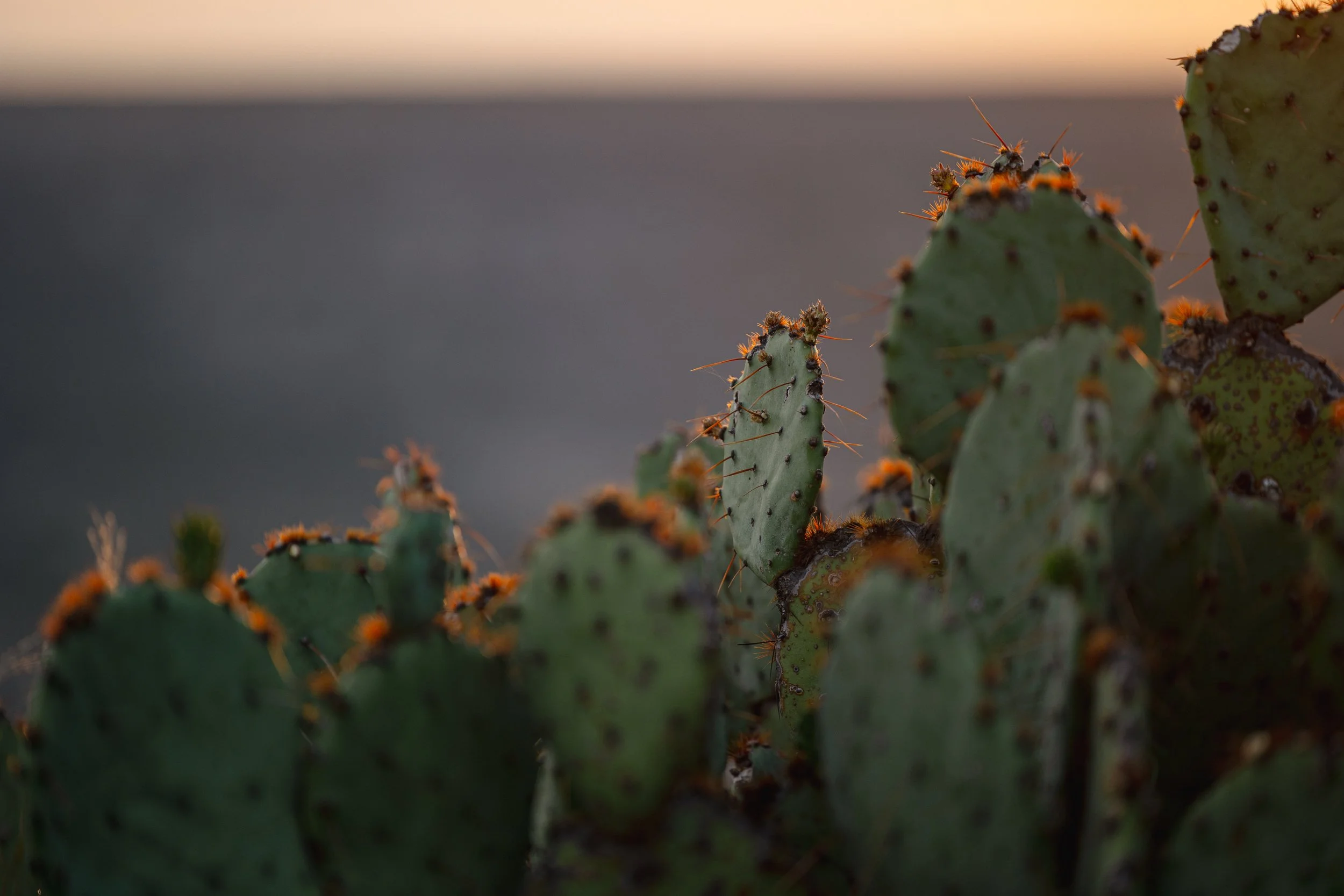 Fulton, Jill-2487.jpg