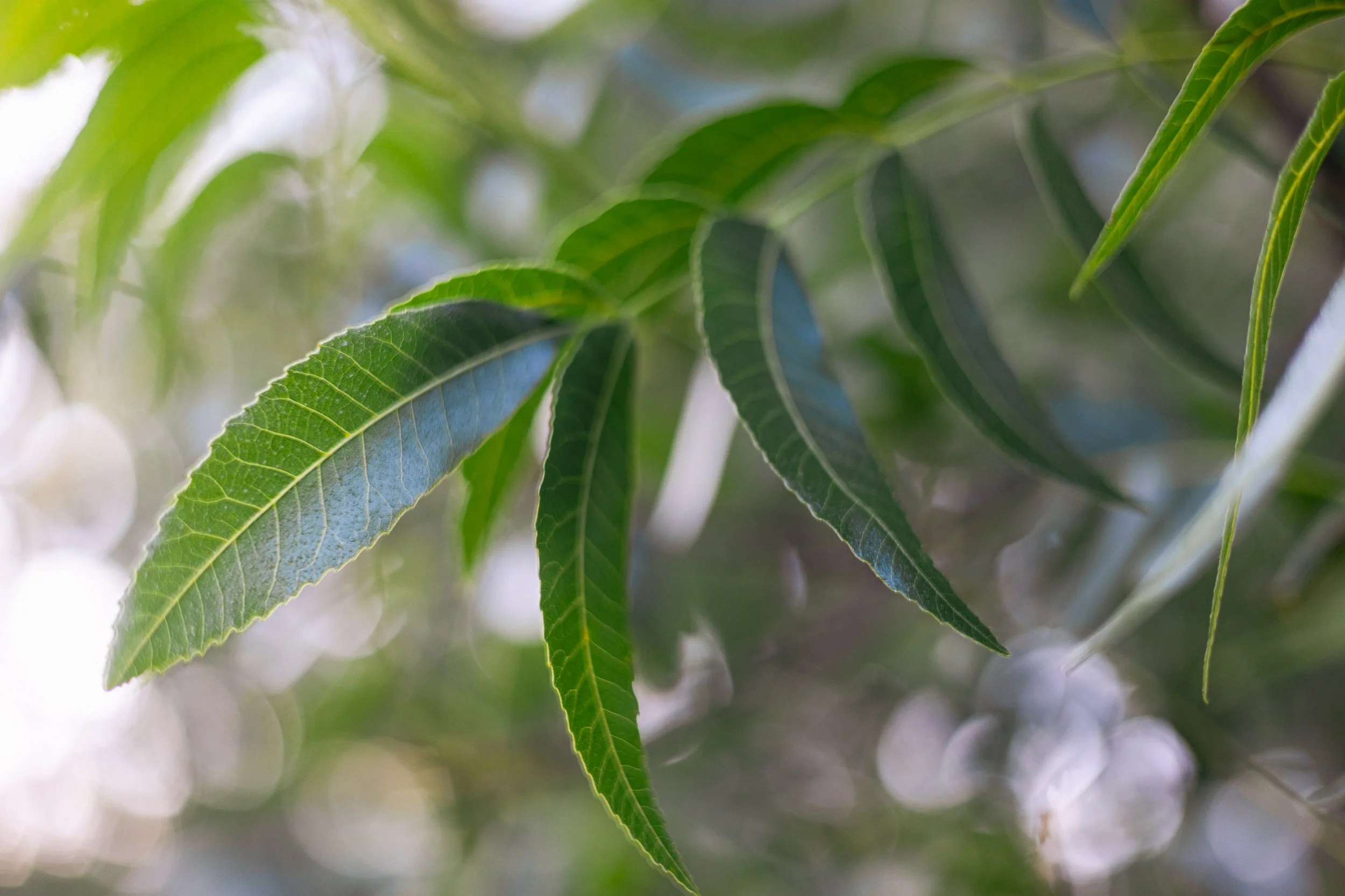 Fulton, Jill-4771.jpg