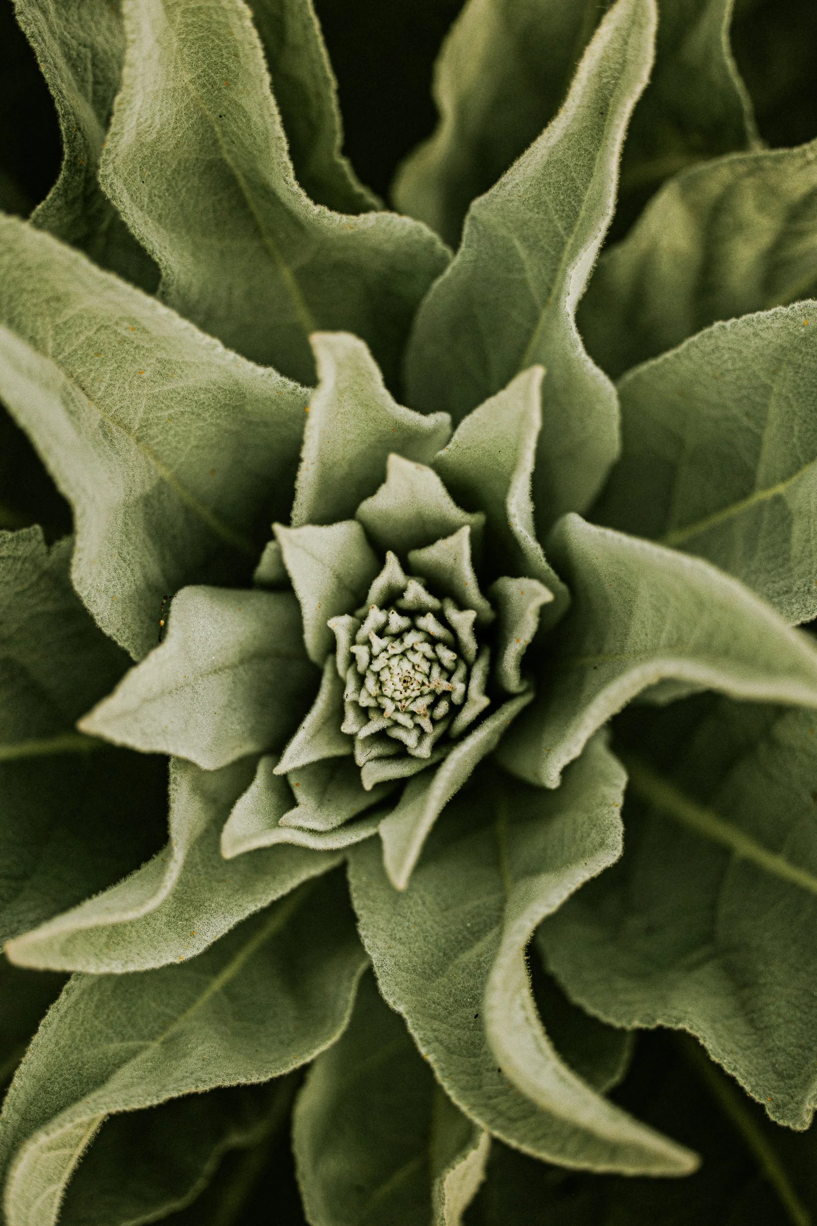 Fulton, Jill-6487.jpg