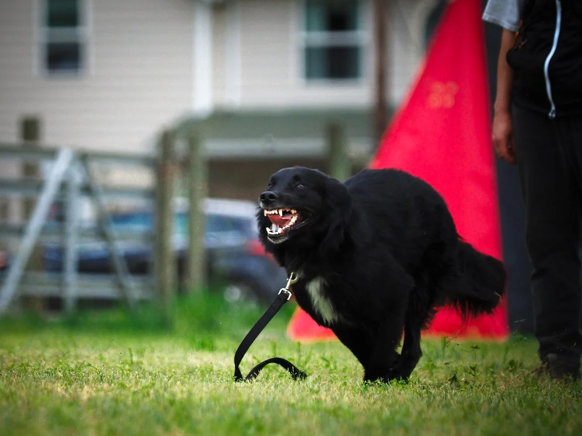 A black dog with a white patch on its chest, pulling on a leash with its mouth open and teeth showing, standing on a grassy yard with a house, cars, and a red play tent in the background.