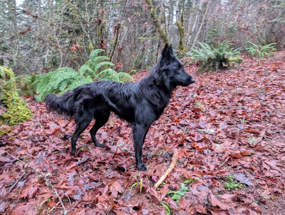 A black dog standing on a leaf-covered forest floor among ferns and trees in a wooded area.