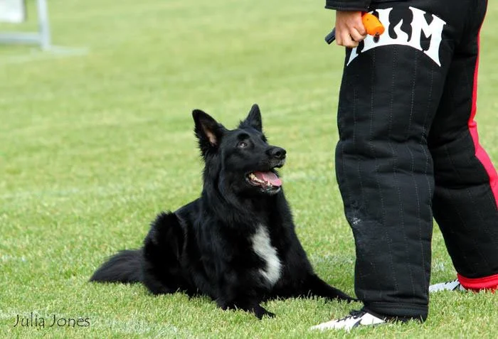 Black Border Collie lying on grass next to a person wearing protective gear, holding a small orange object.
