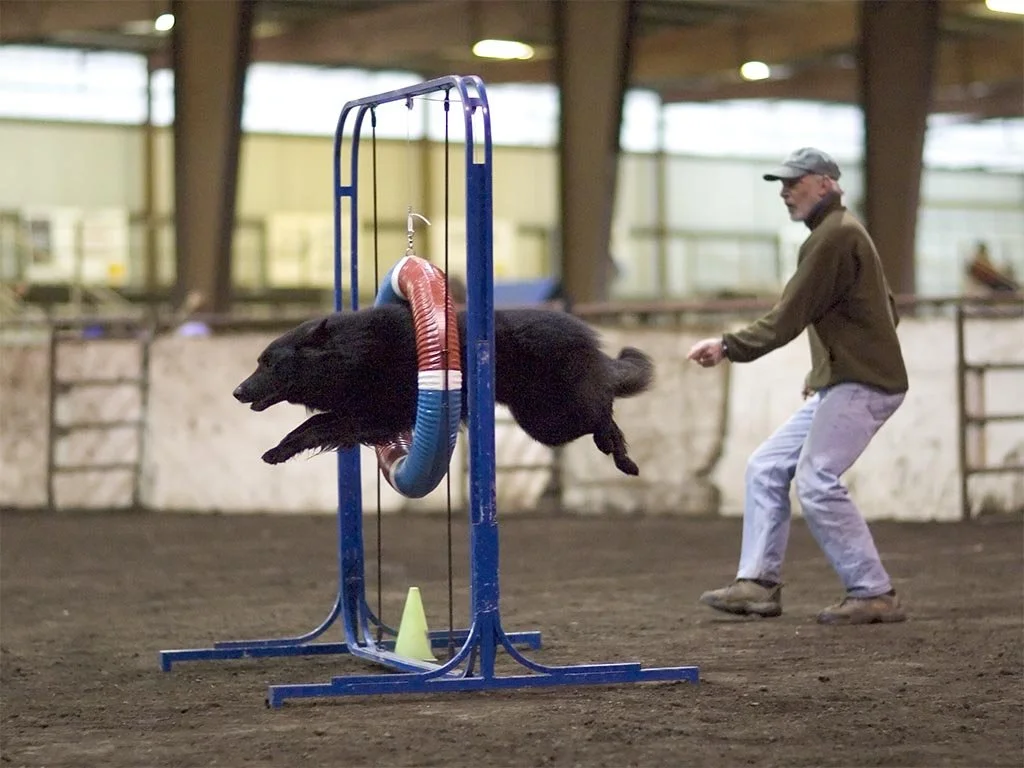 A person training a black dog to jump through a ring at an indoor dog agility training facility