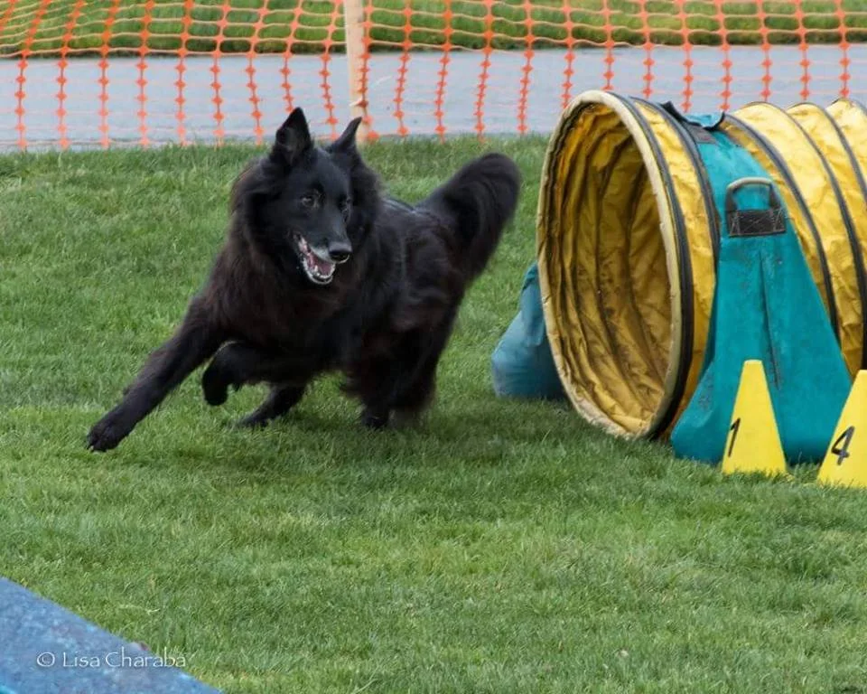 A black dog running on the grass near a yellow and blue agility tunnel at an outdoor dog agility course.