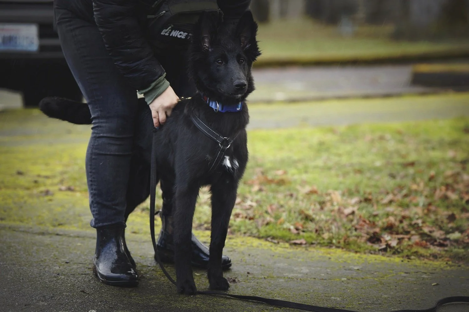 A person holding a black puppy on a leash outdoors on a mossy concrete surface.