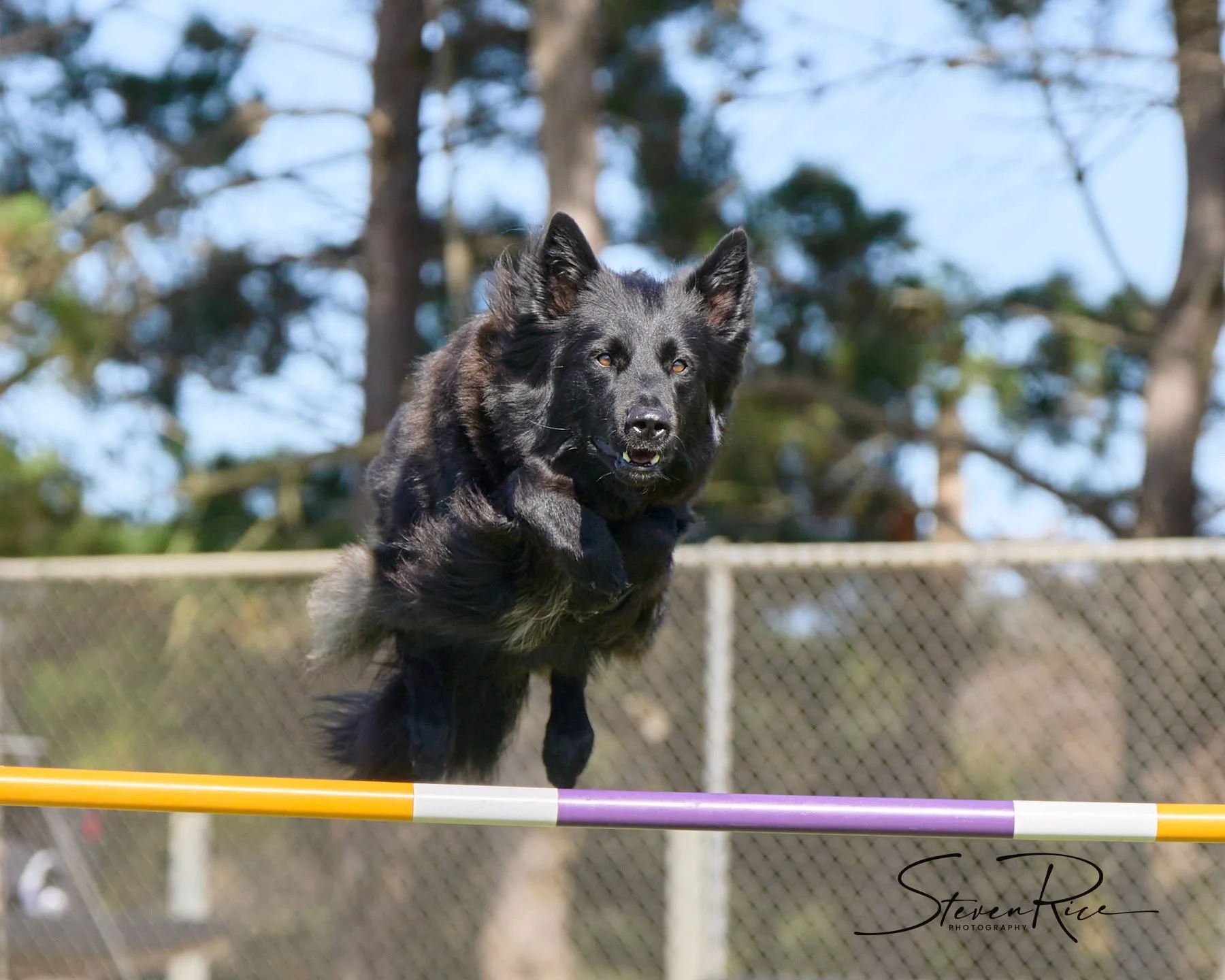 A black dog with pointed ears jumping over a colorful agility hurdle outdoors, with trees and a chain-link fence in the background.