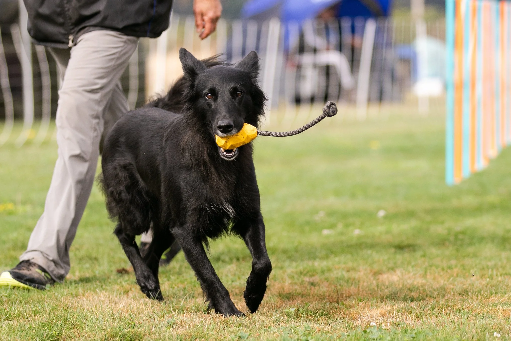 A black dog with a yellow toy in its mouth on a leash, participating in an outdoor dog training or agility event with a person nearby and a colorful fence in the background.