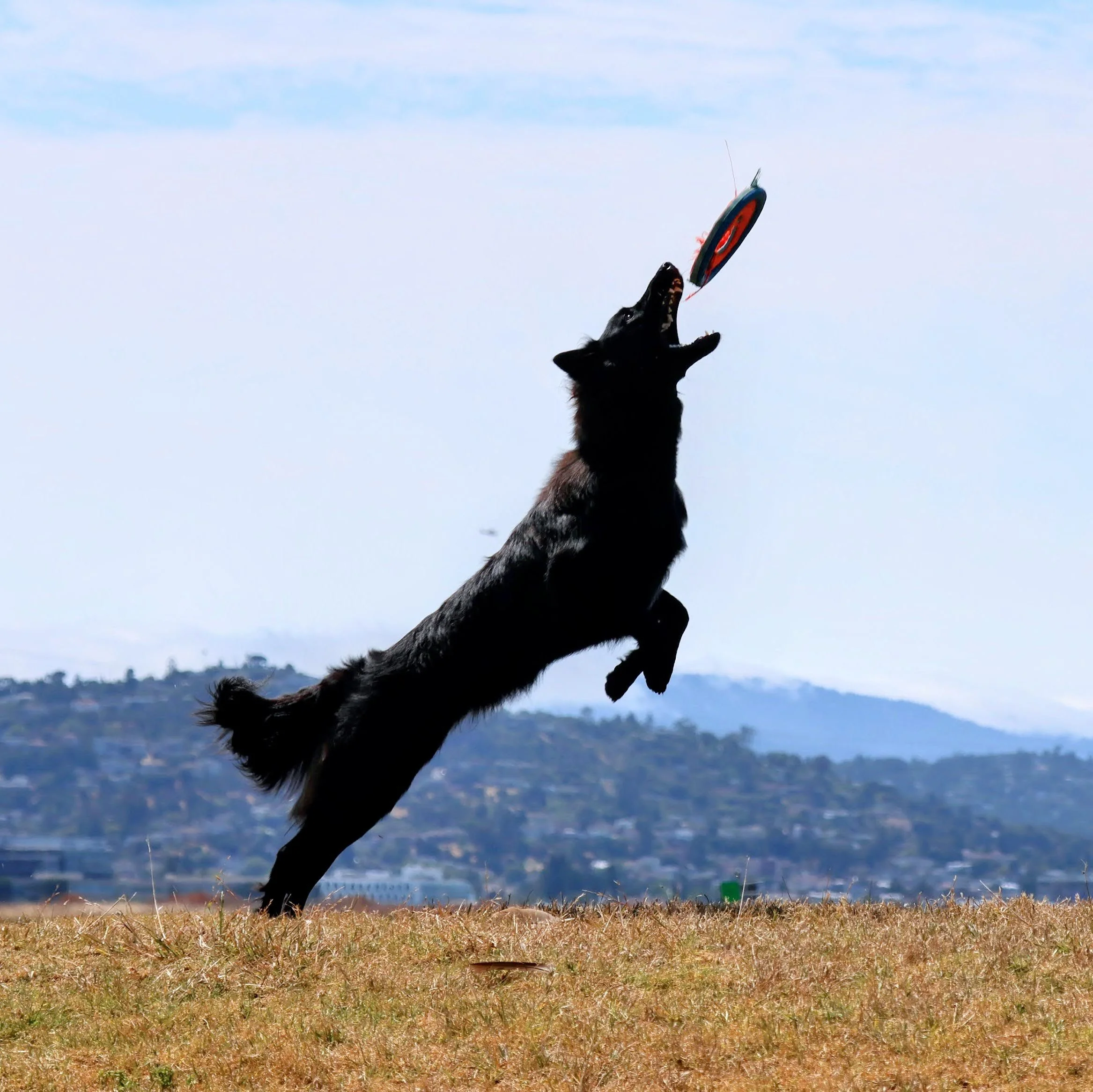 Obsidian Hund Von Mazikeen