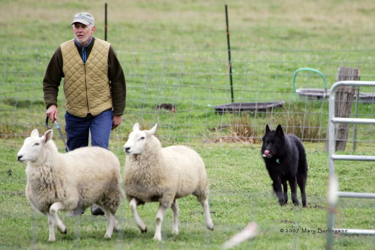 A man holding a leash near two white sheep and a black dog in a grassy field enclosed by wire fencing.