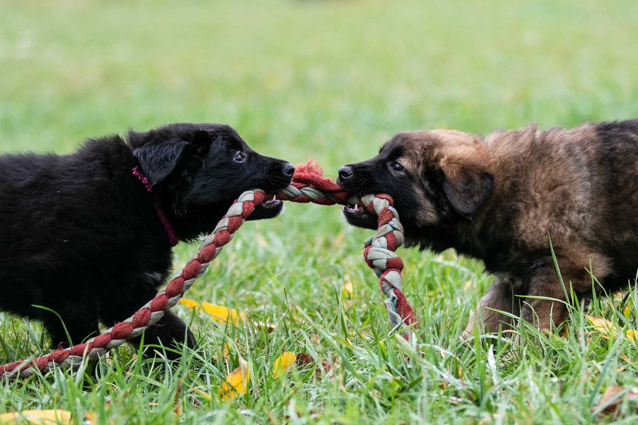 Two puppies playing tug of war with a rope on grass.
