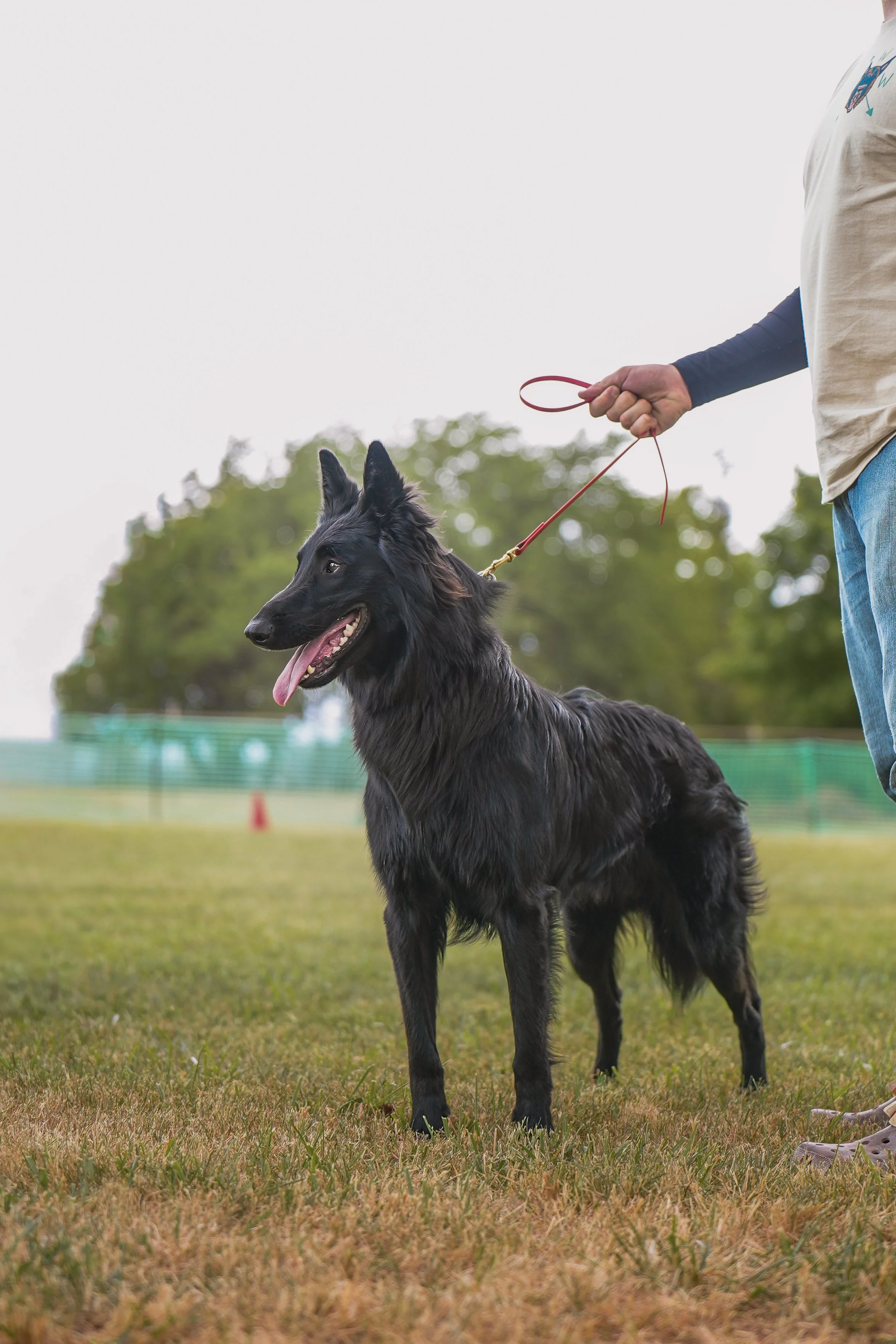 A person holding a red leash walks a Groenendael dog on a grassy field with trees and a fence in the background.
