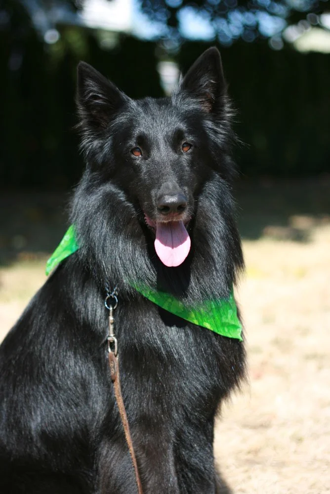 A black Belgian Sheepdog wearing a green bandana outdoors with sunlight and trees in the background.