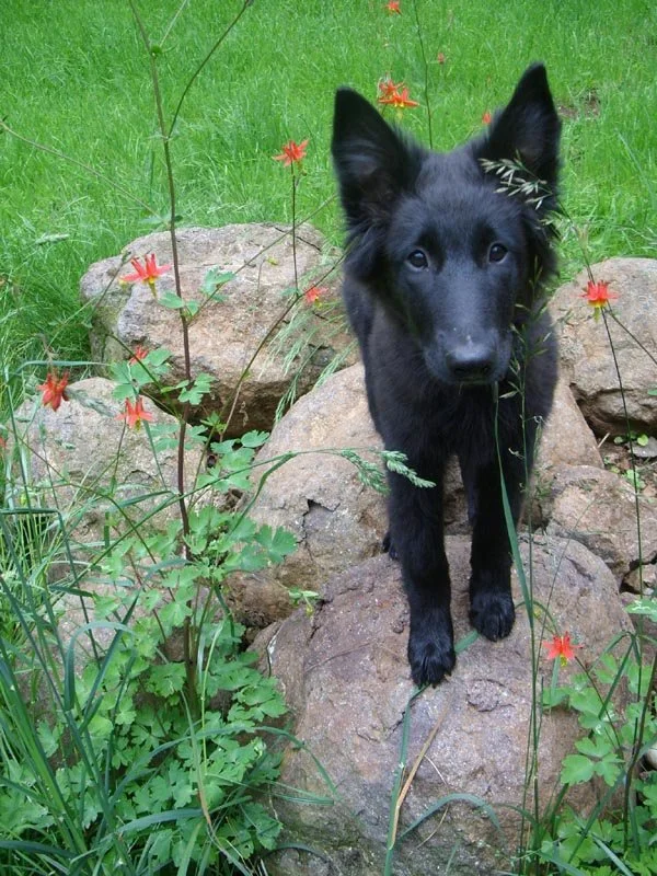 A black dog, likely a German Shepherd puppy, standing on rocks amidst green grass and red flowers.