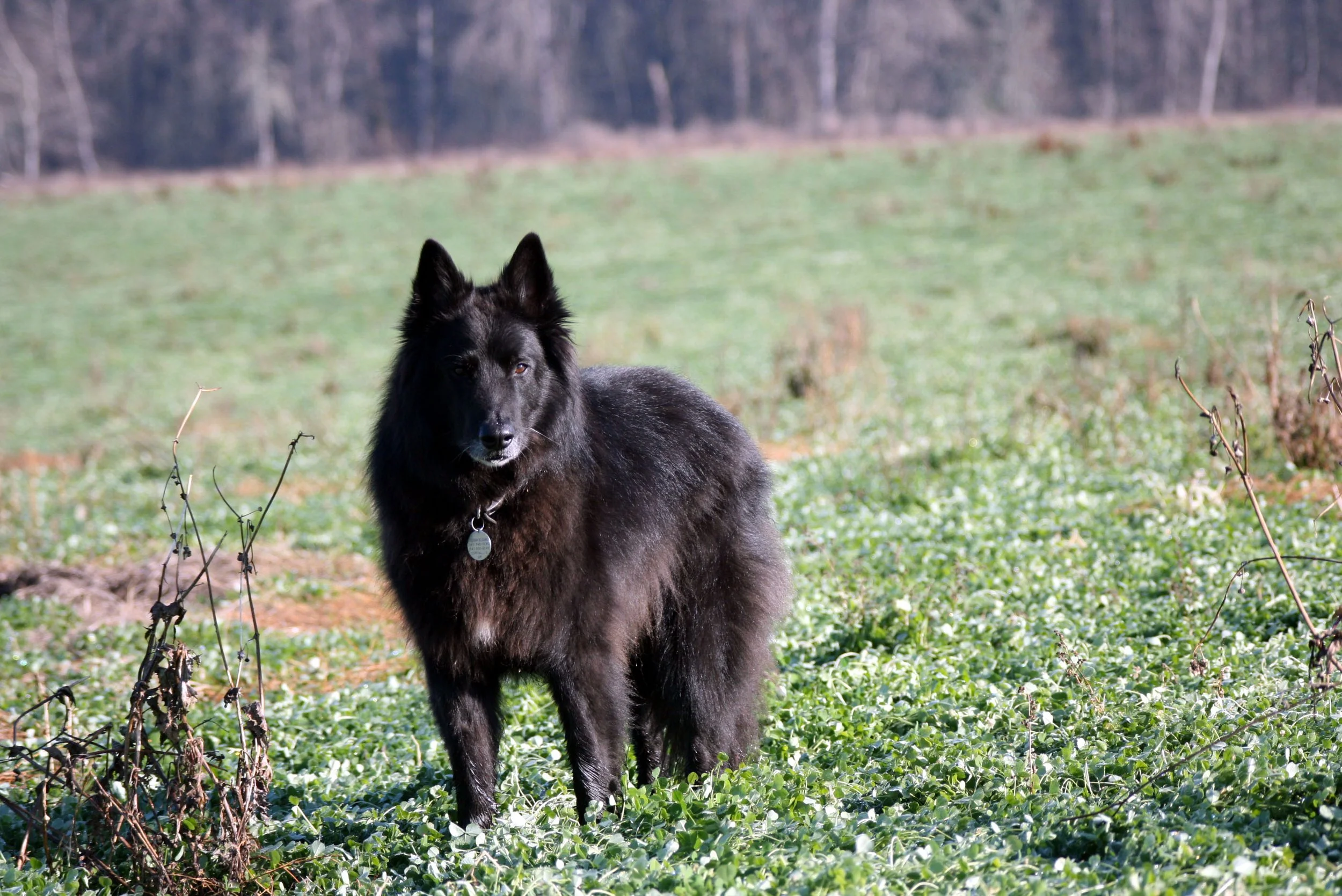 Black dog with a collar sitting in a field of green plants, with a background of trees and hills.