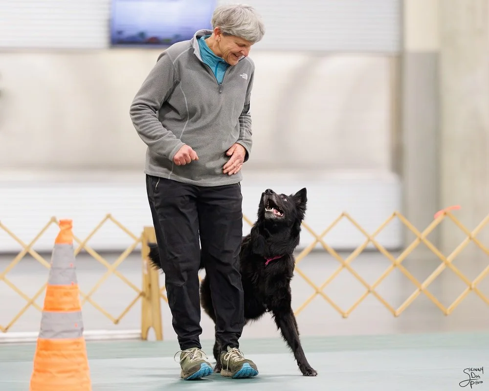 A woman and dog heeling together at an indoor AKC obedience trial.