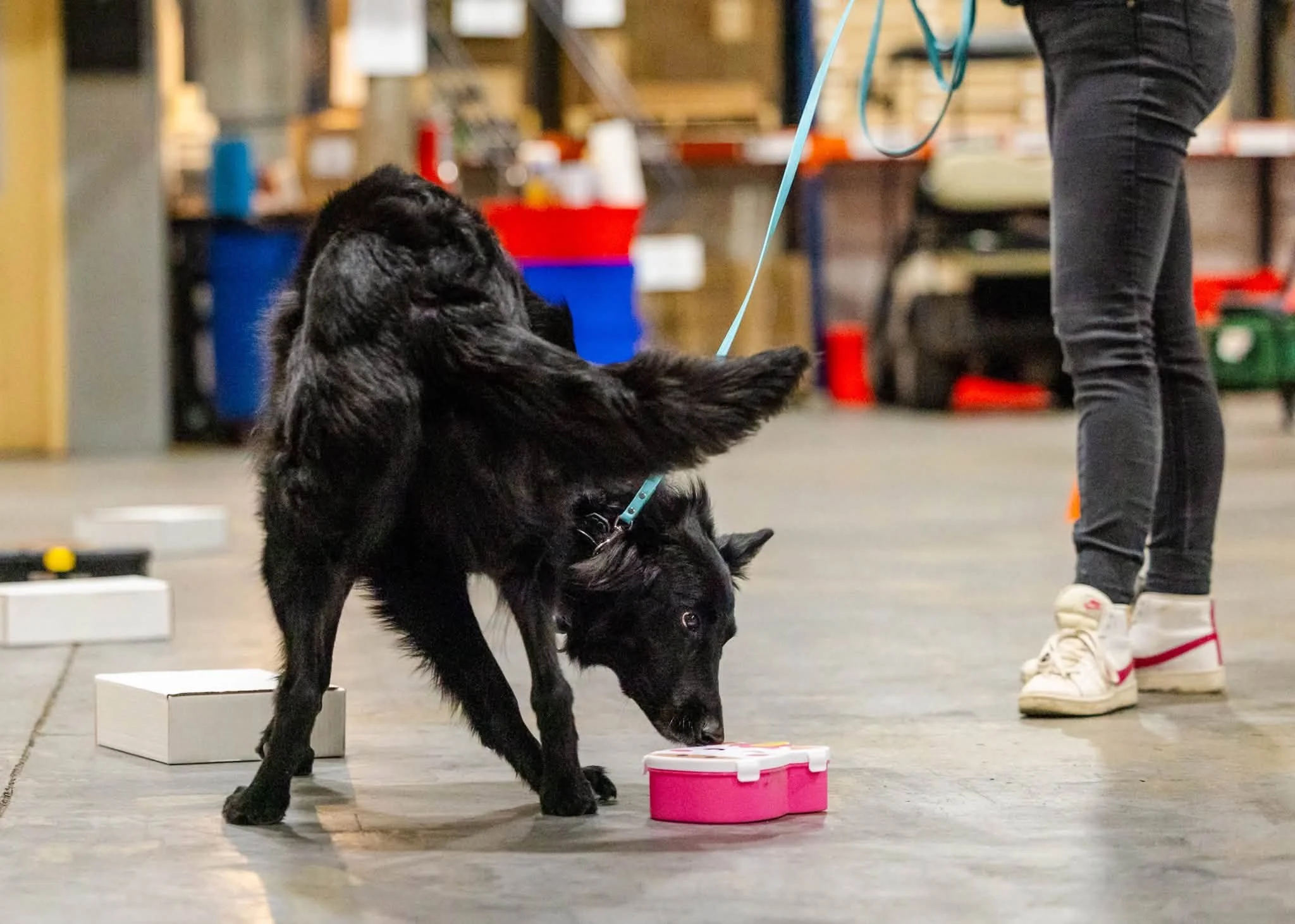 A Belgian shepherd competing in a nosework trial. A person wearing black pants and white sneakers is standing nearby.