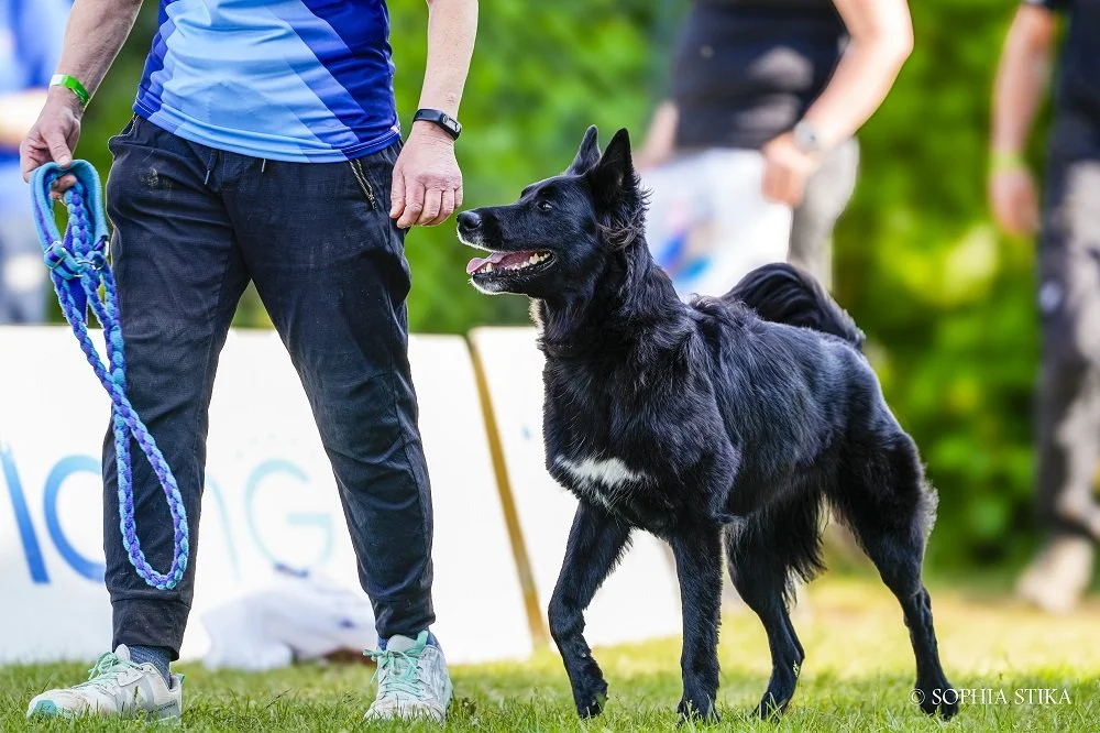 A woman and Belgian Groenendael standing side by site at an agility trial.
