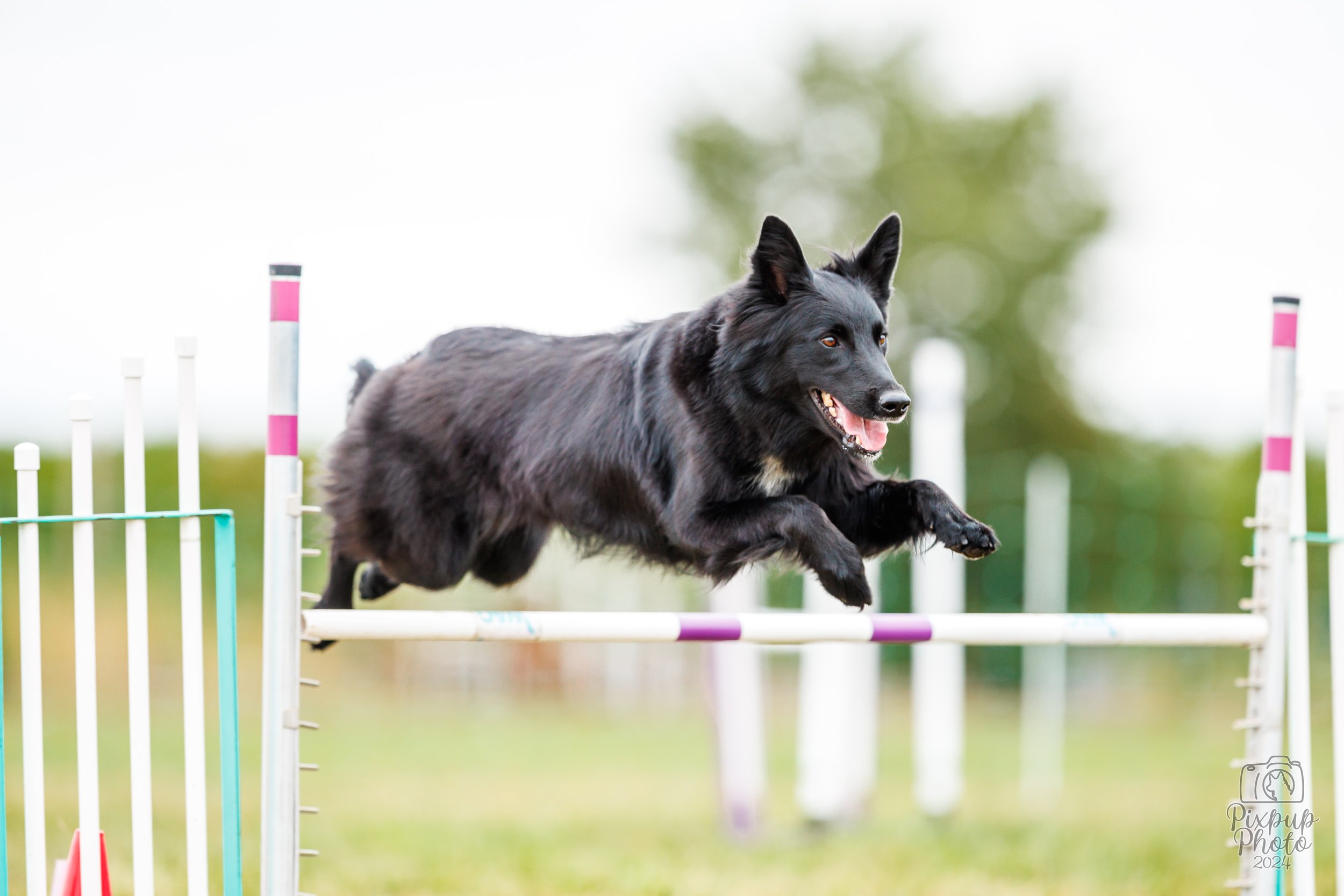 A black dog jumping over an obstacle at an outdoor dog agility competition.
