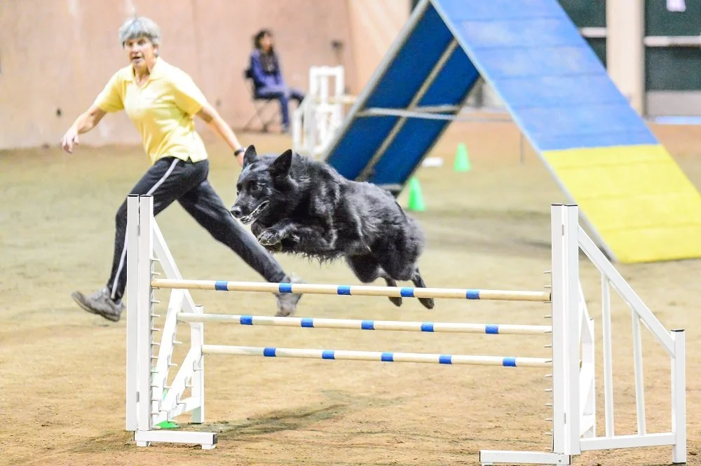 A woman and a black dog participating in an indoor dog agility competition, with the dog jumping over a hurdle.