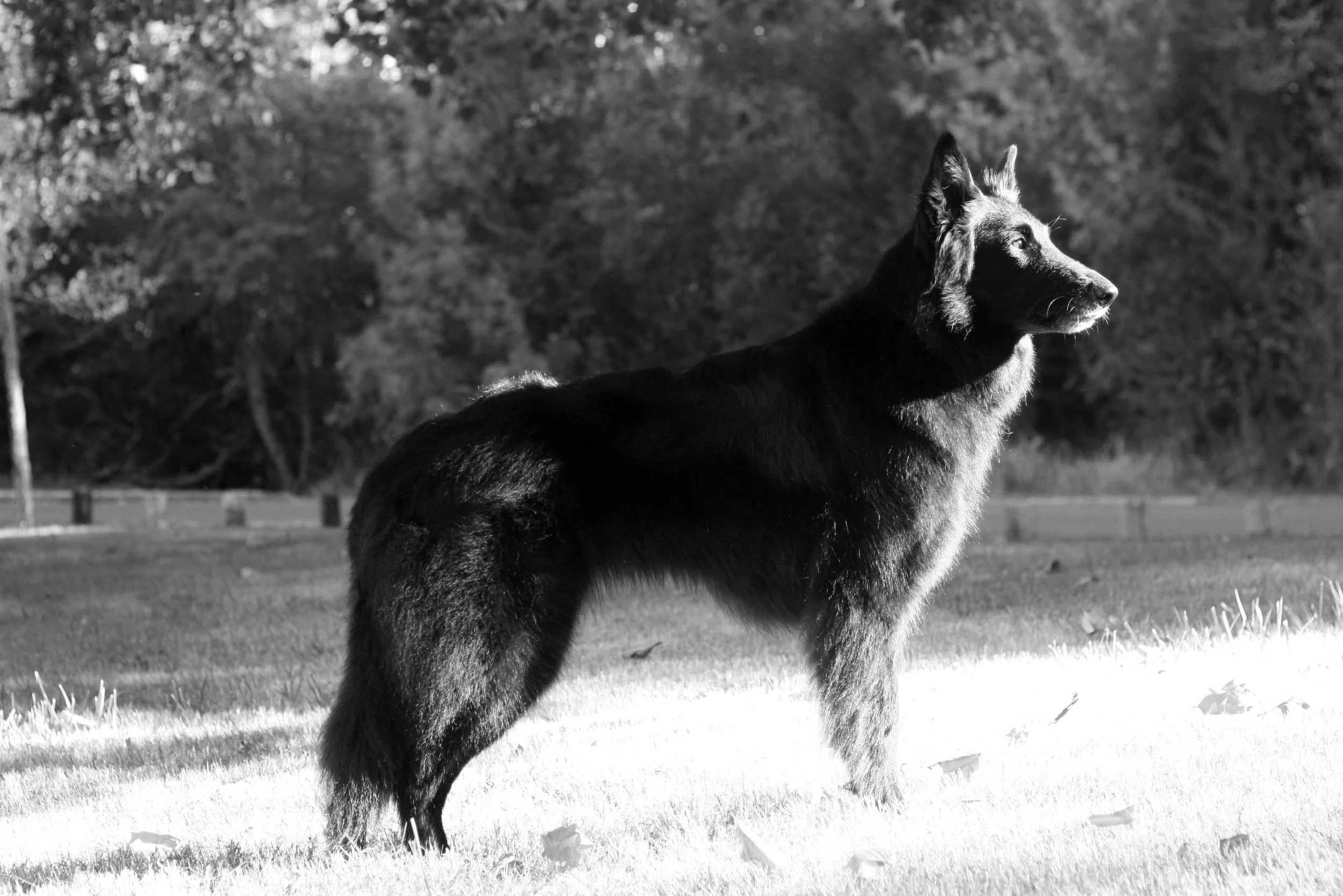 A black and white photo of a German Shepherd dog standing outdoors on a grassy area, with trees in the background, looking to the right.