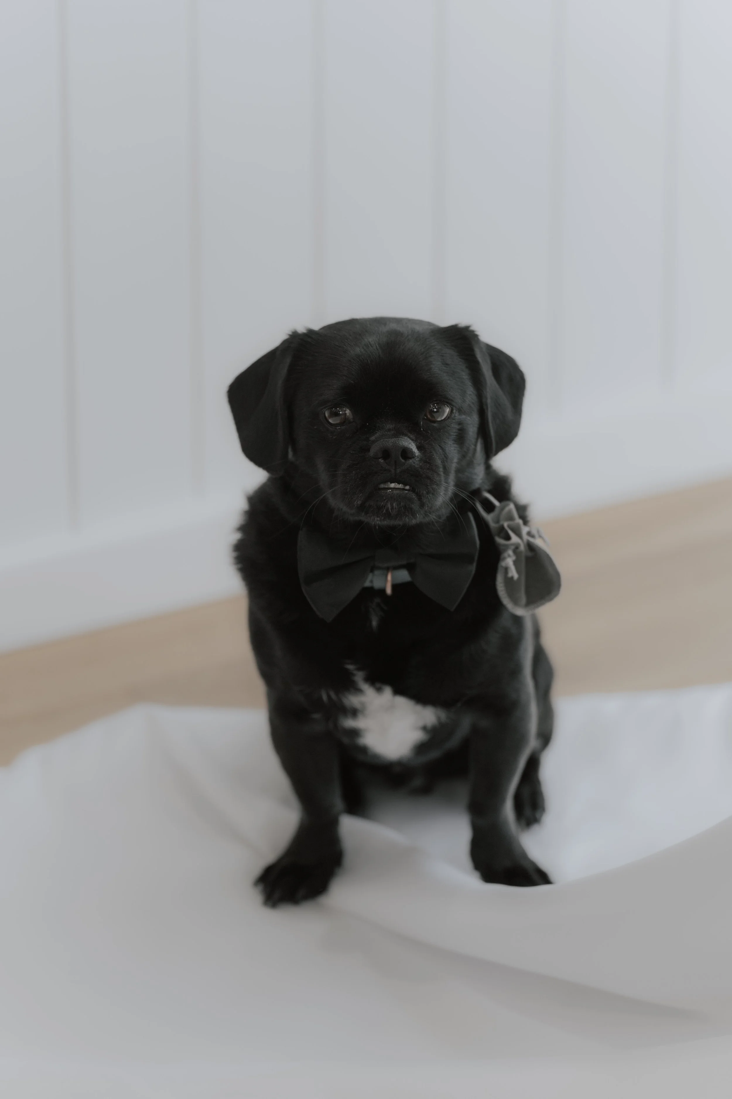 A small black dog wears a black bow tie and sits on his owners dress