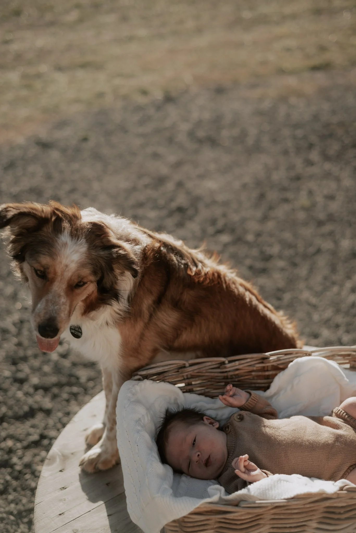 A dog with brown, white, and gray fur next to a baby lying in a white wicker basket on a round table outdoors.