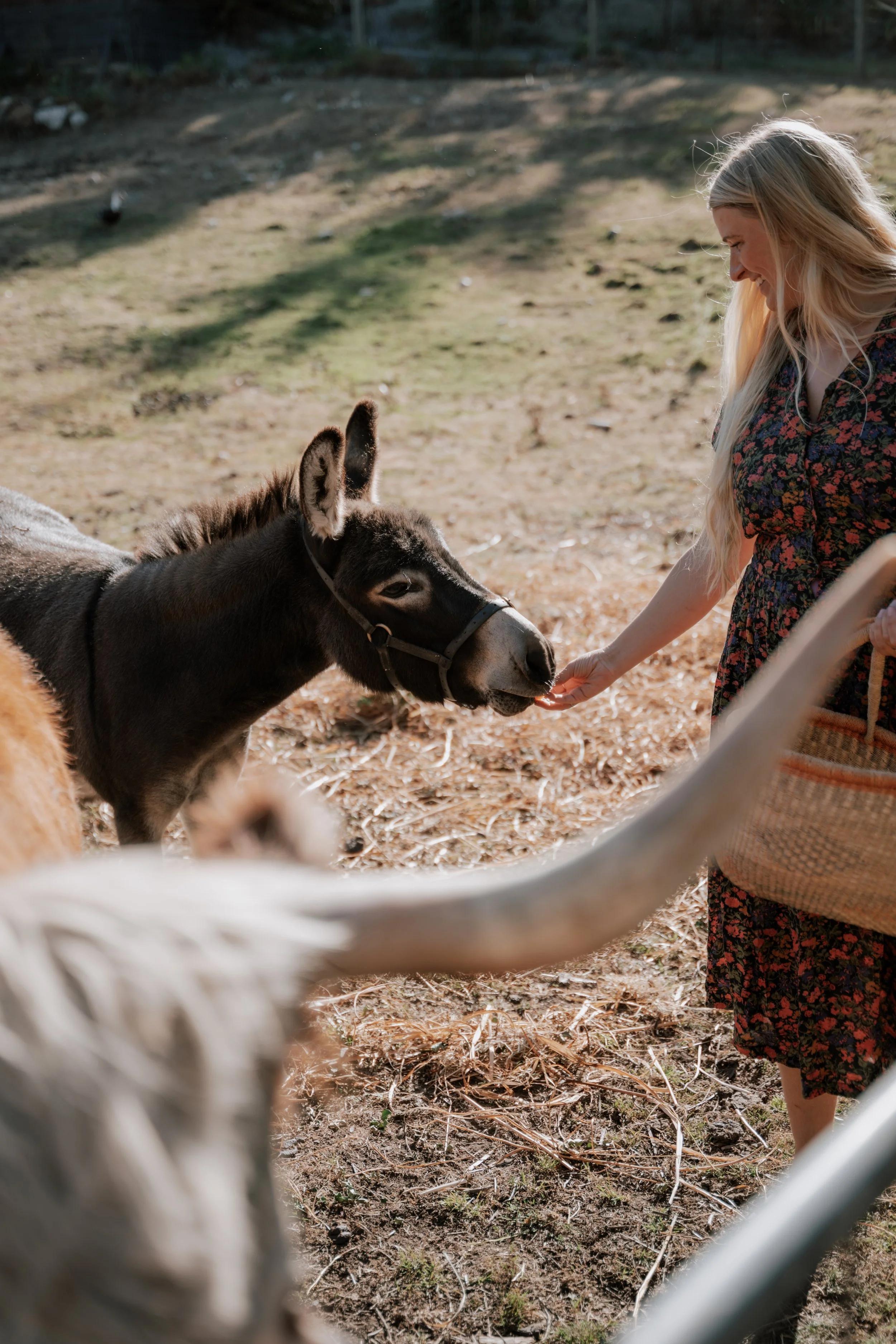 A woman with long blonde hair is smiling and reaching out to pet a small donkey. The photo is taken outdoors in a natural setting with sunlight and a dirt ground. The photo is partially framed by a white fence in the foreground.