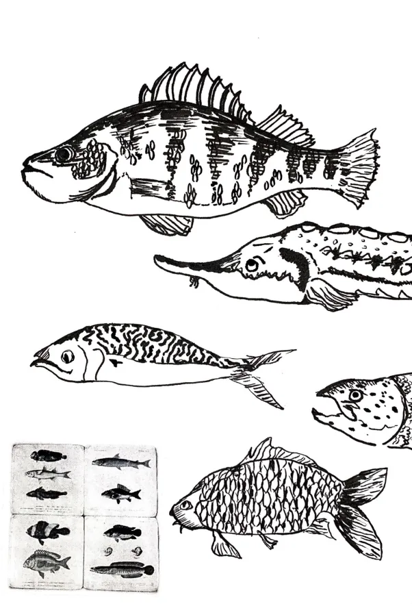 fish studies.png