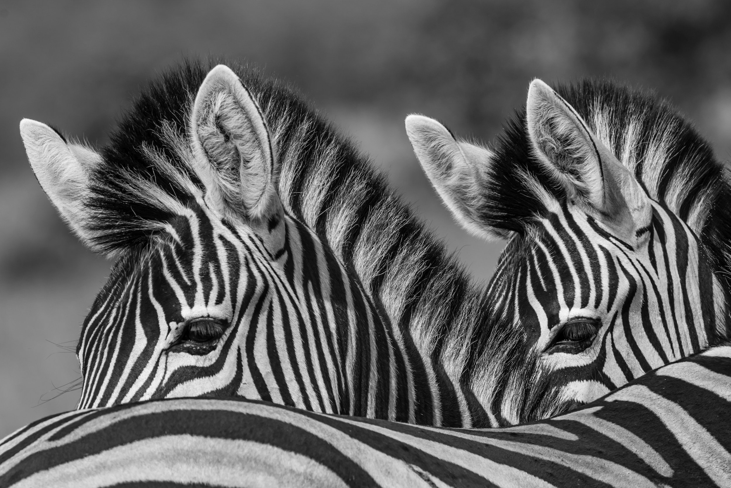 Black and white photograph of two zebras with their heads close together, showing their striped patterns and ears.