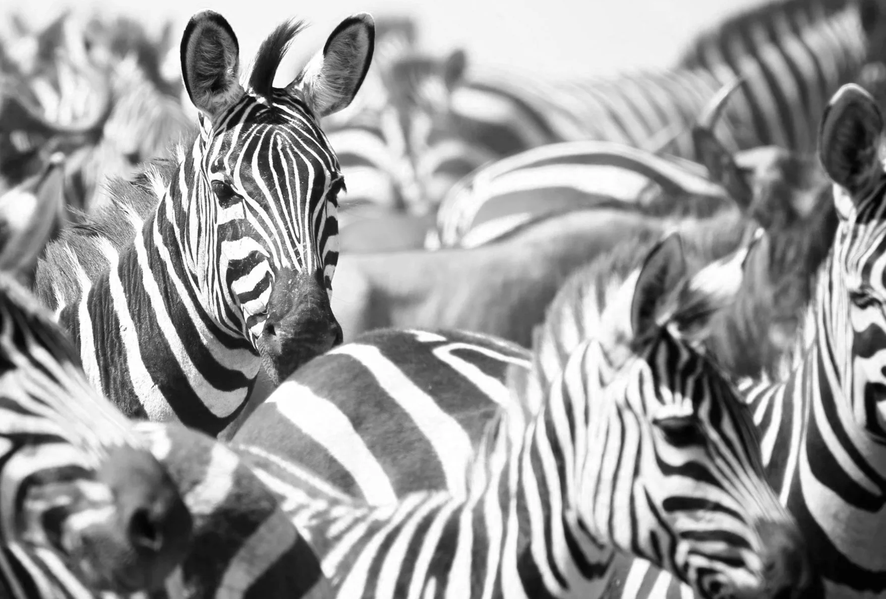 A group of zebras in the wild, black and white photograph showing their striped patterns and heads.