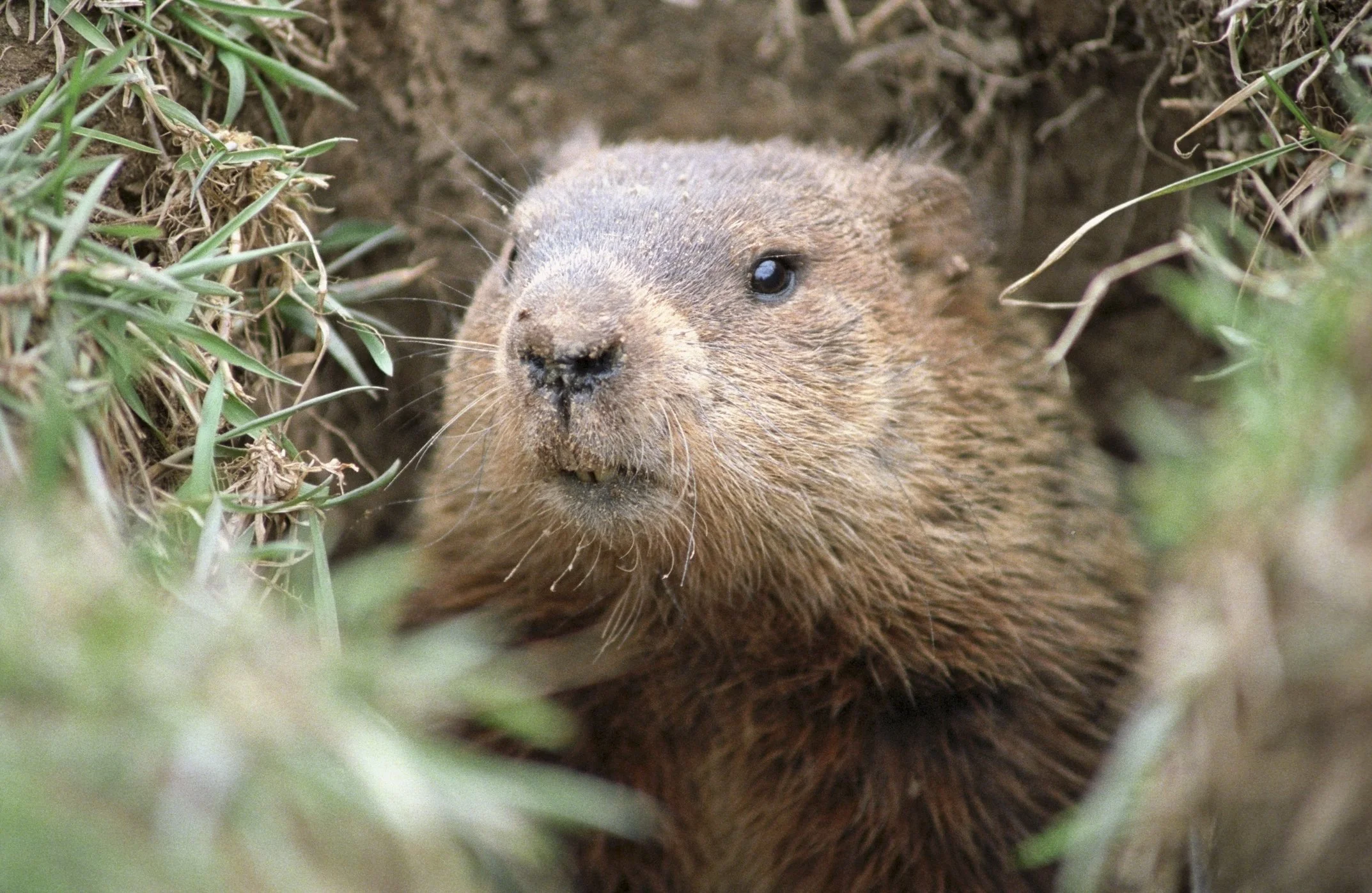 Here Comes Punxsutawney Phil