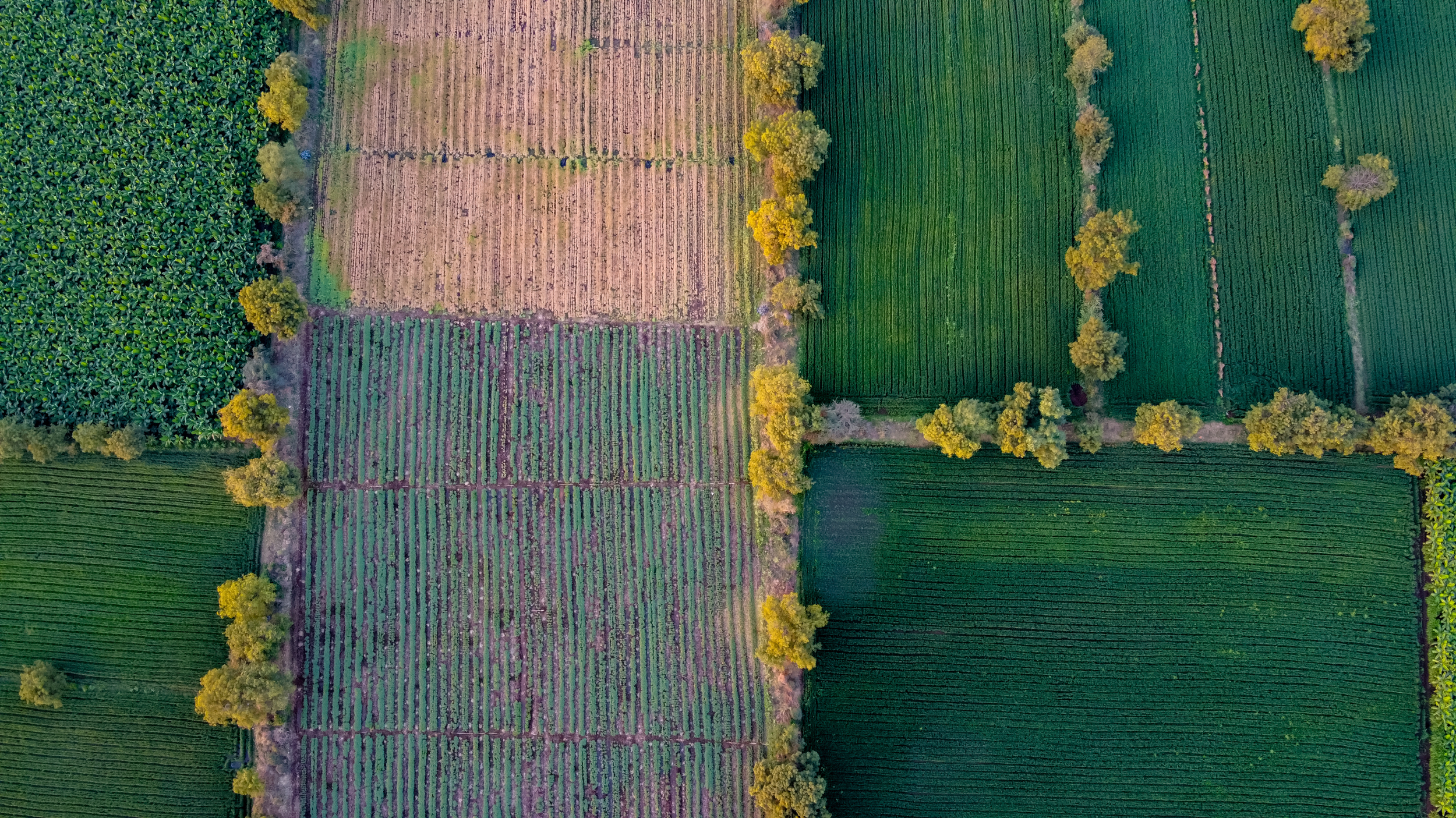 Aerial photo of multiple farm plots
