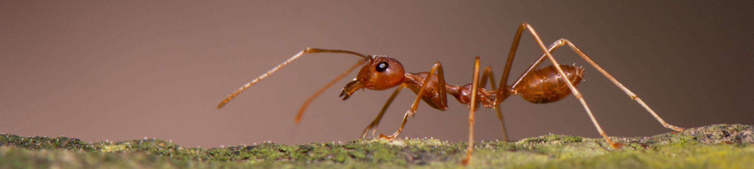 Closeup photo of a red ant