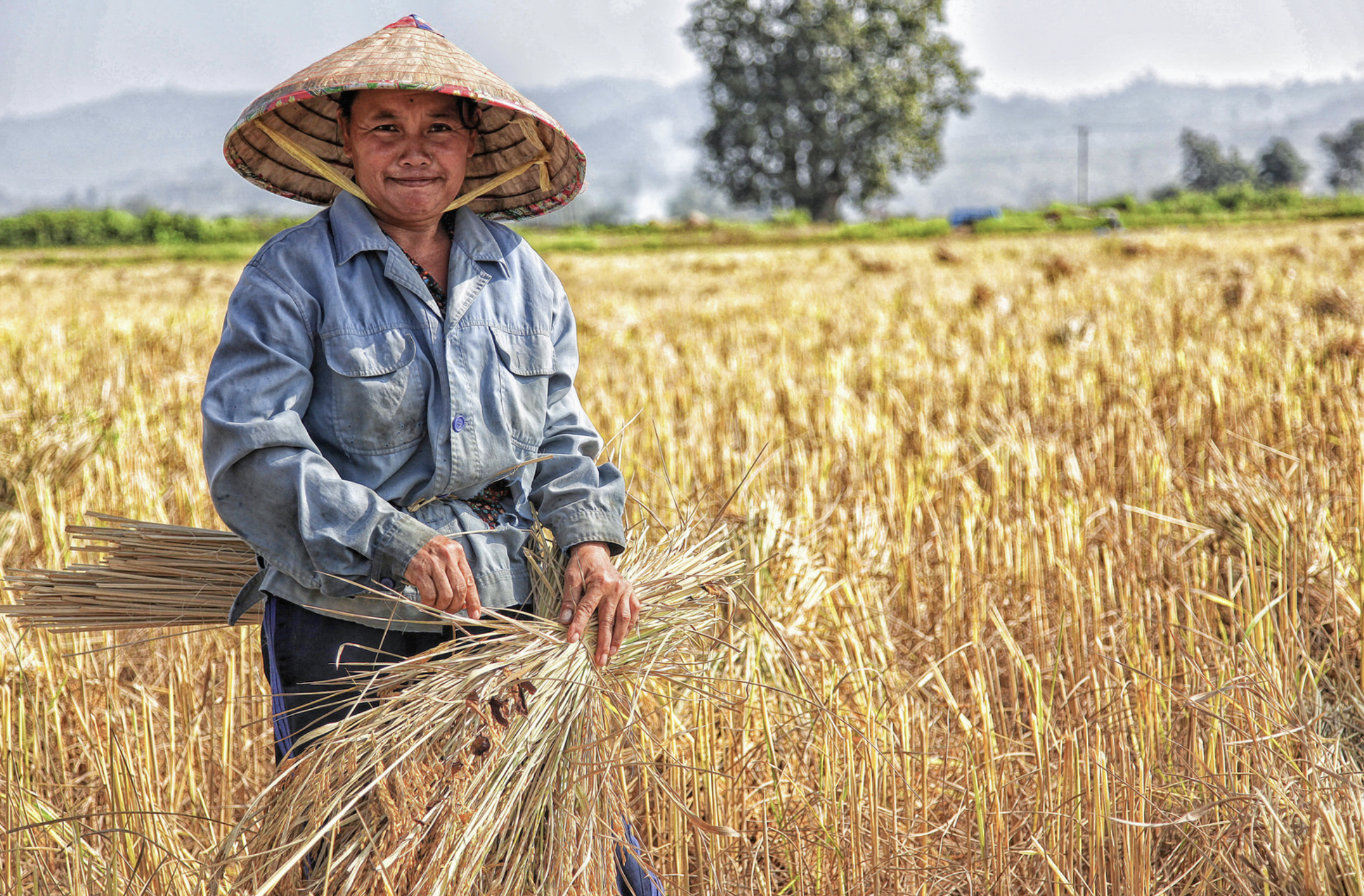 Farmer harvesting rice in a paddy