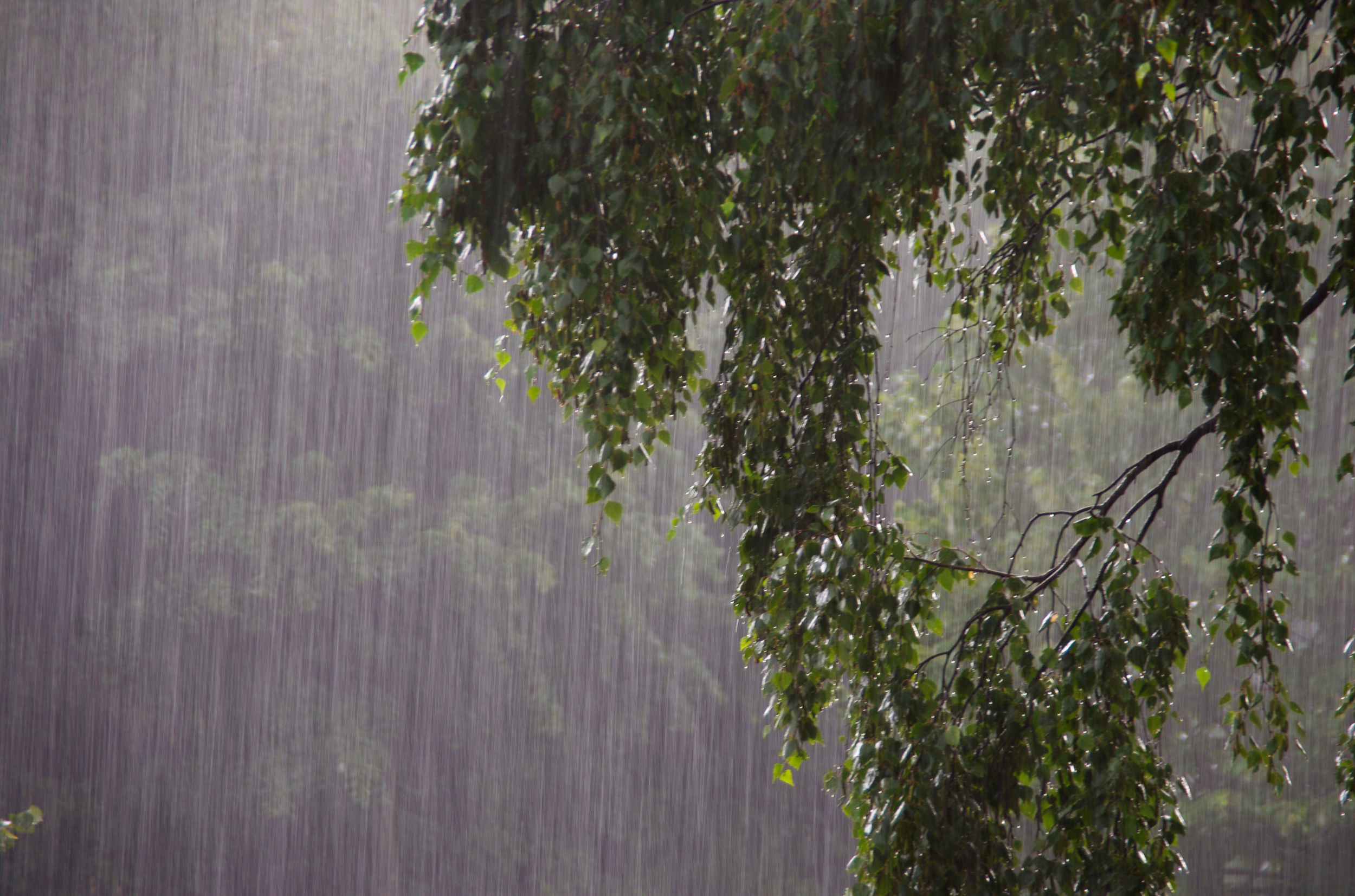 Stock photo of rain and trees