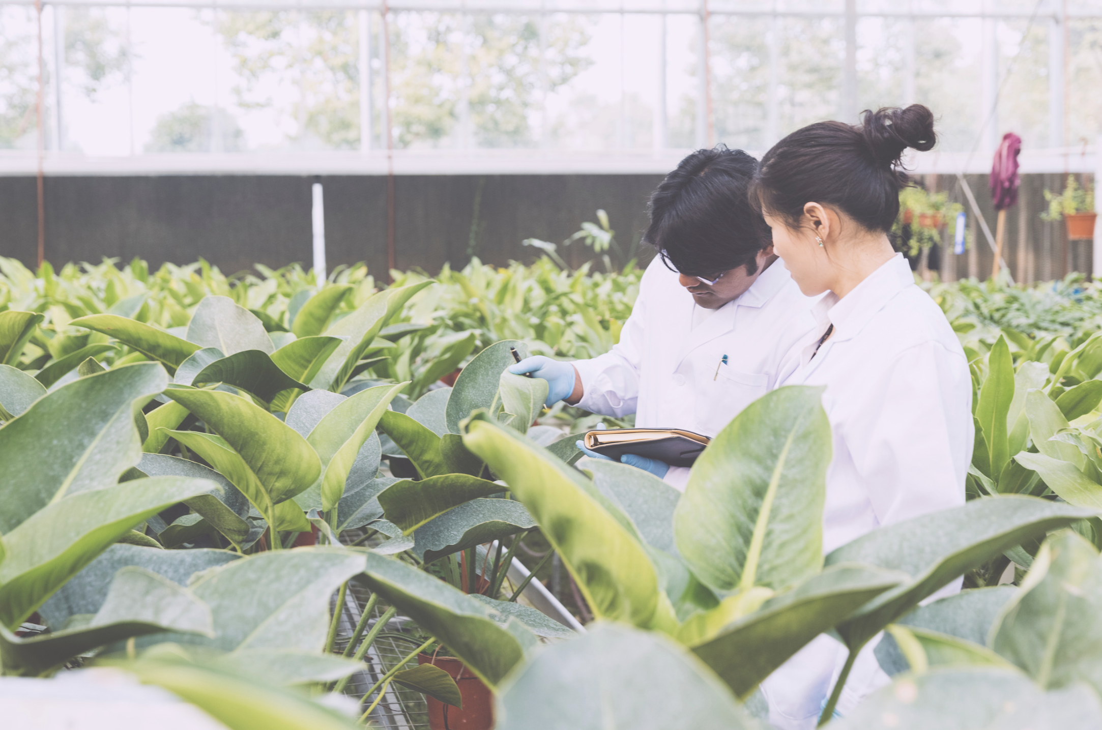 Two scientists in white lab coats inspect plant leaves