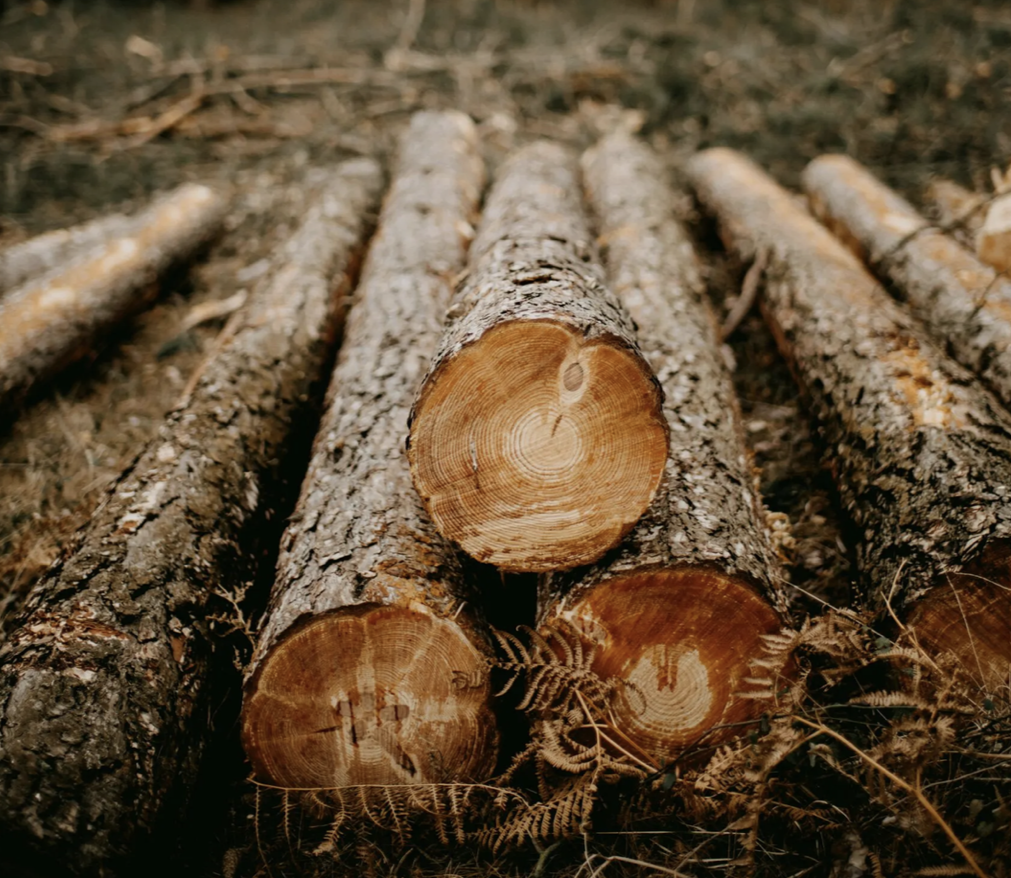 Photo of freshly hewn logs in a loose array