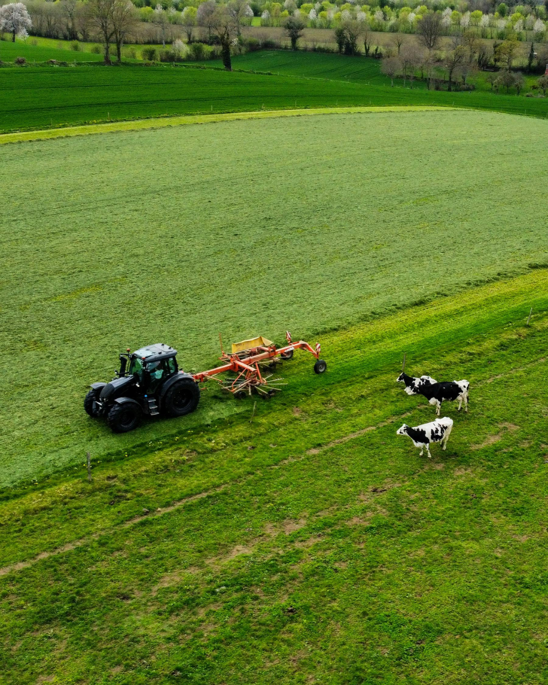 Photo of a tractor pulling farm equipment while cows watch nearby