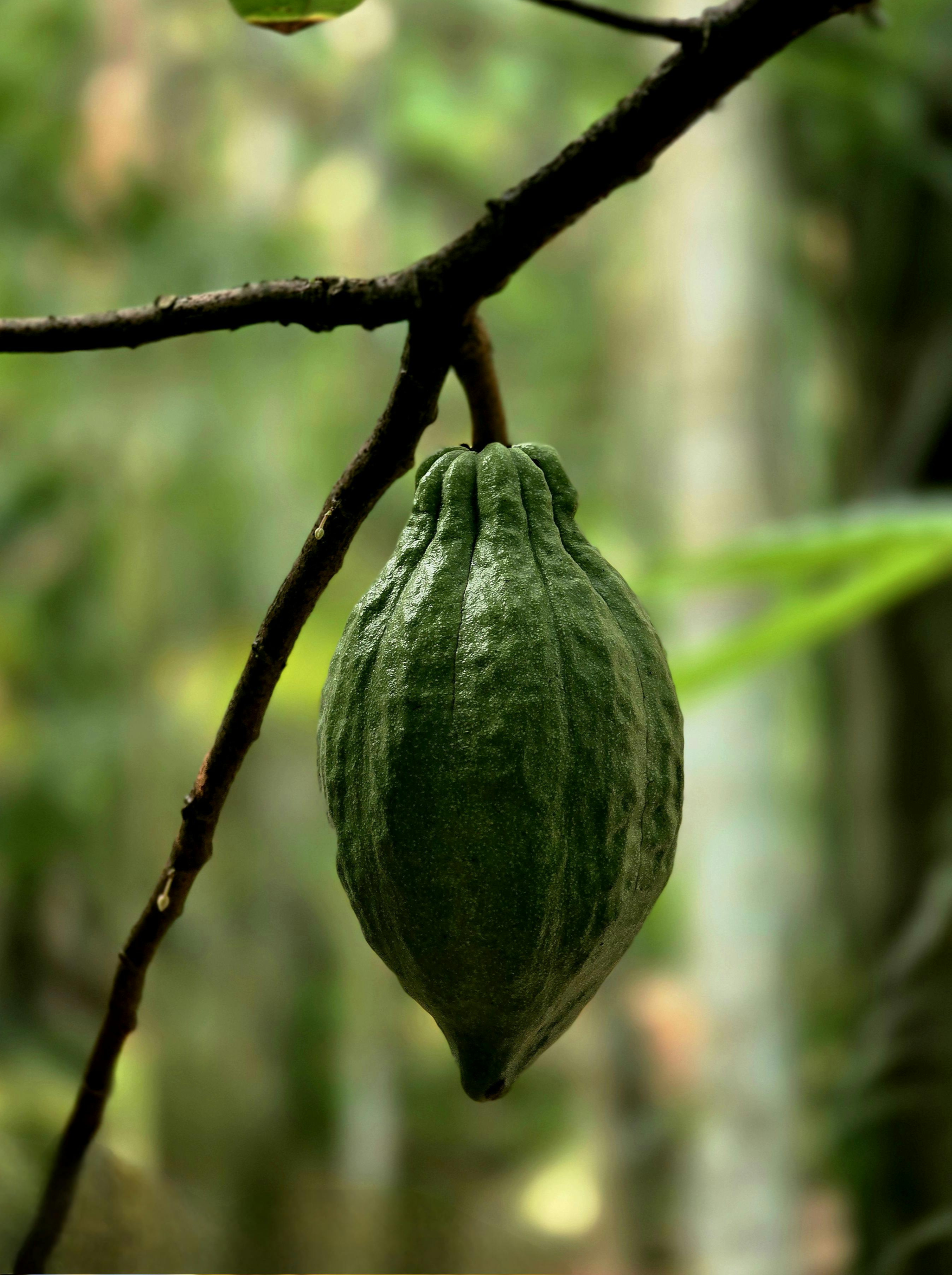 Stock photo of a cacao fruit on a tree