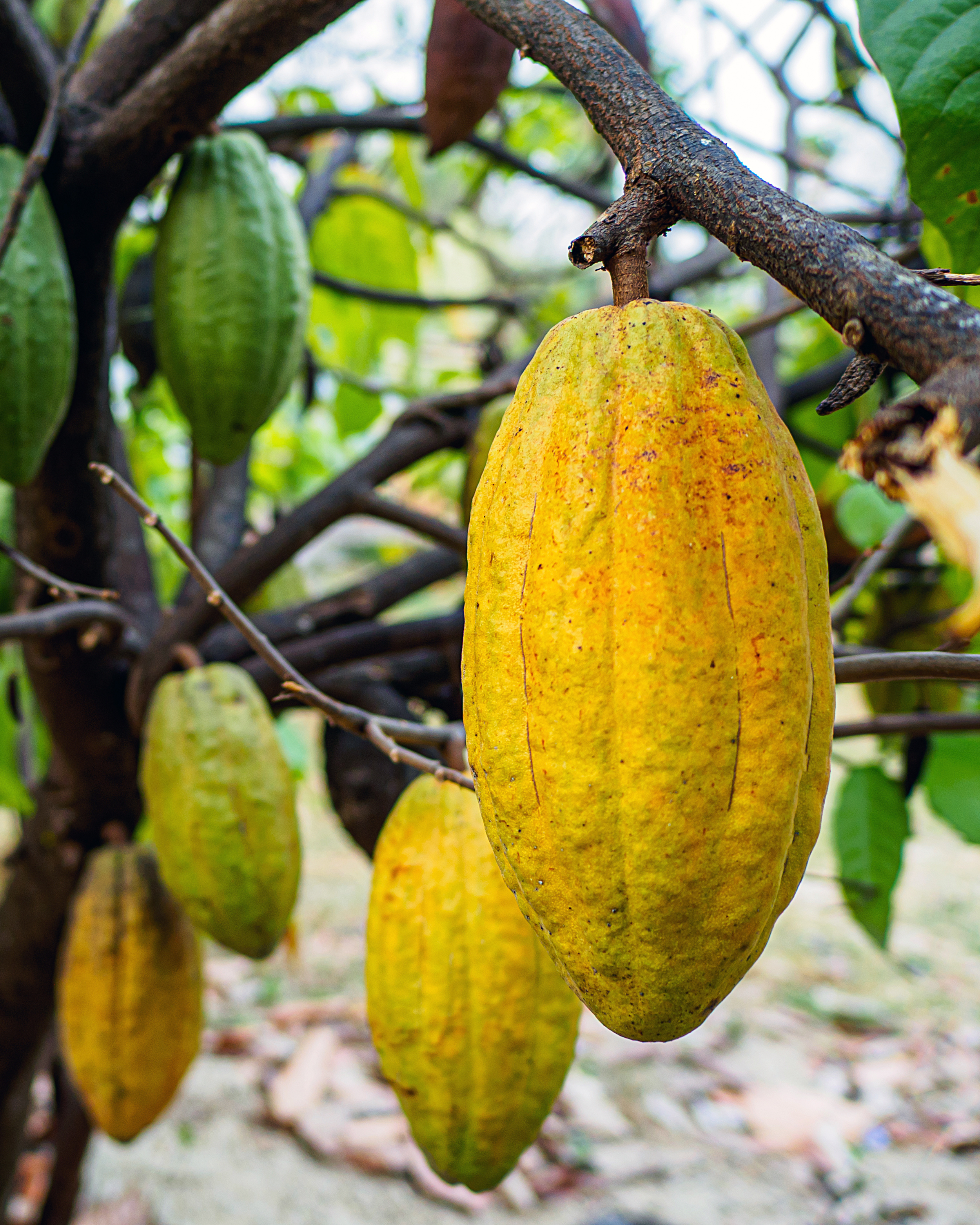 Photo of cacao pods hanging from a cacao tree