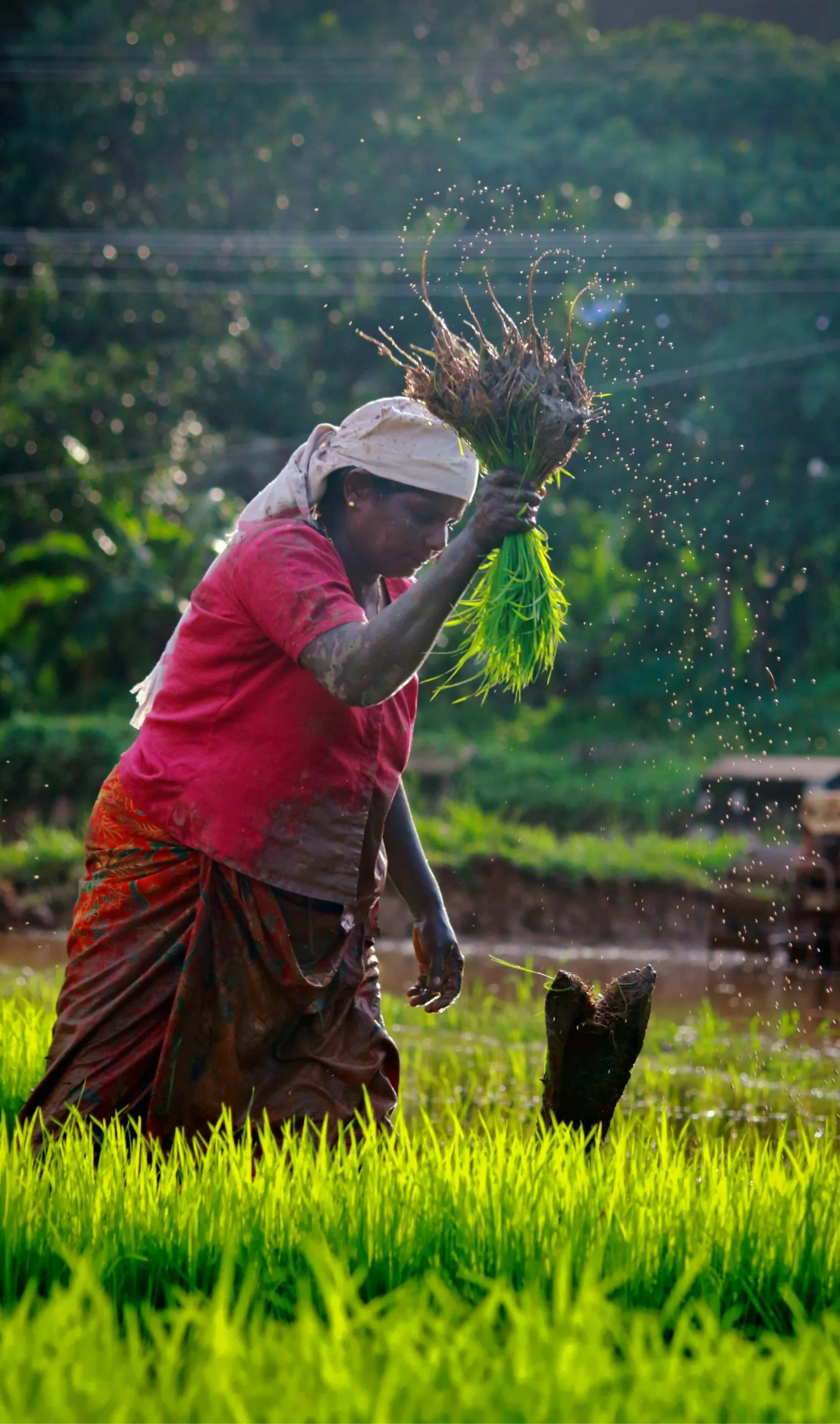 Stock photo of woman thrashing crops