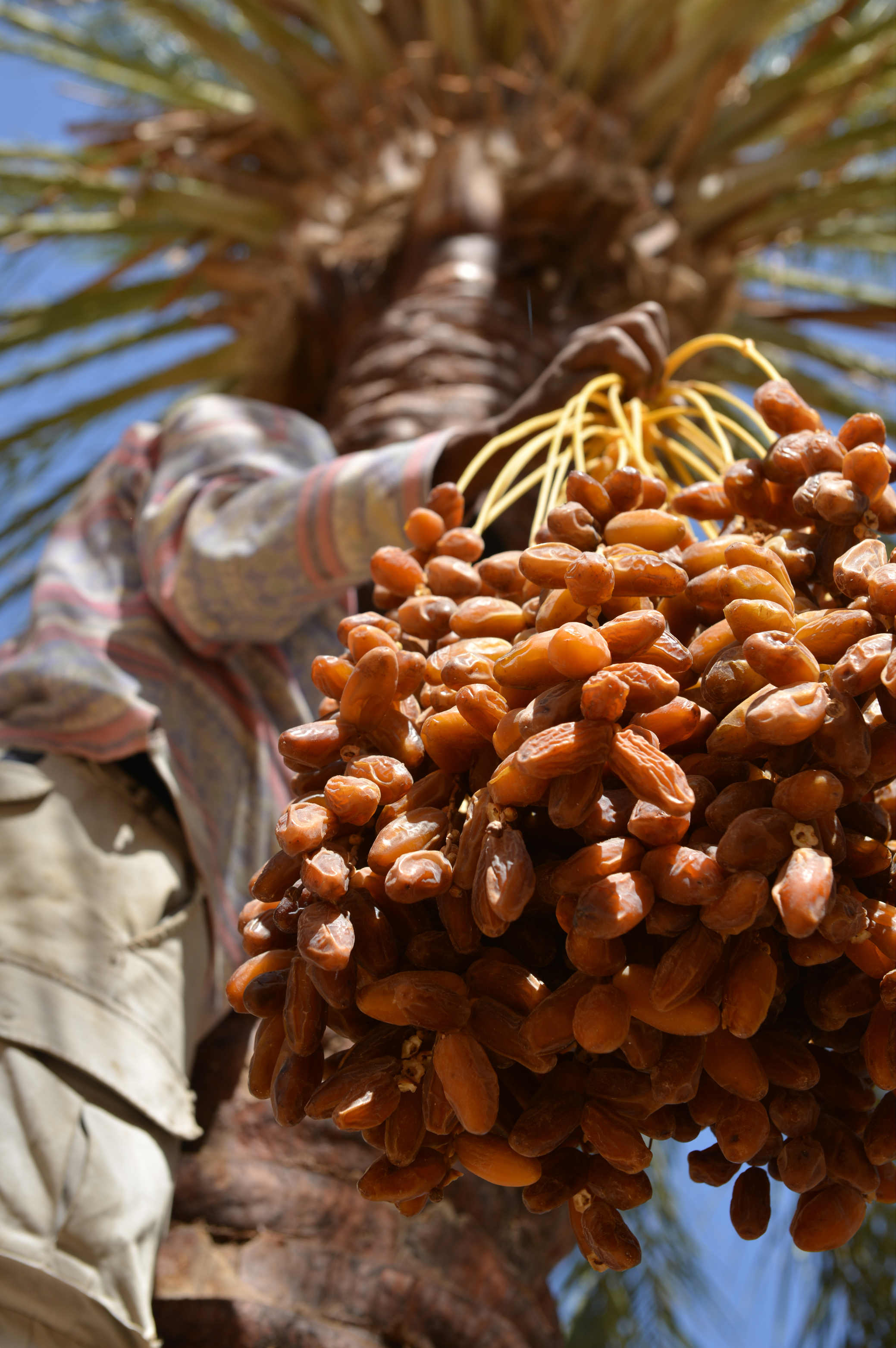 Photo of a cluster of Deglet Noor dates