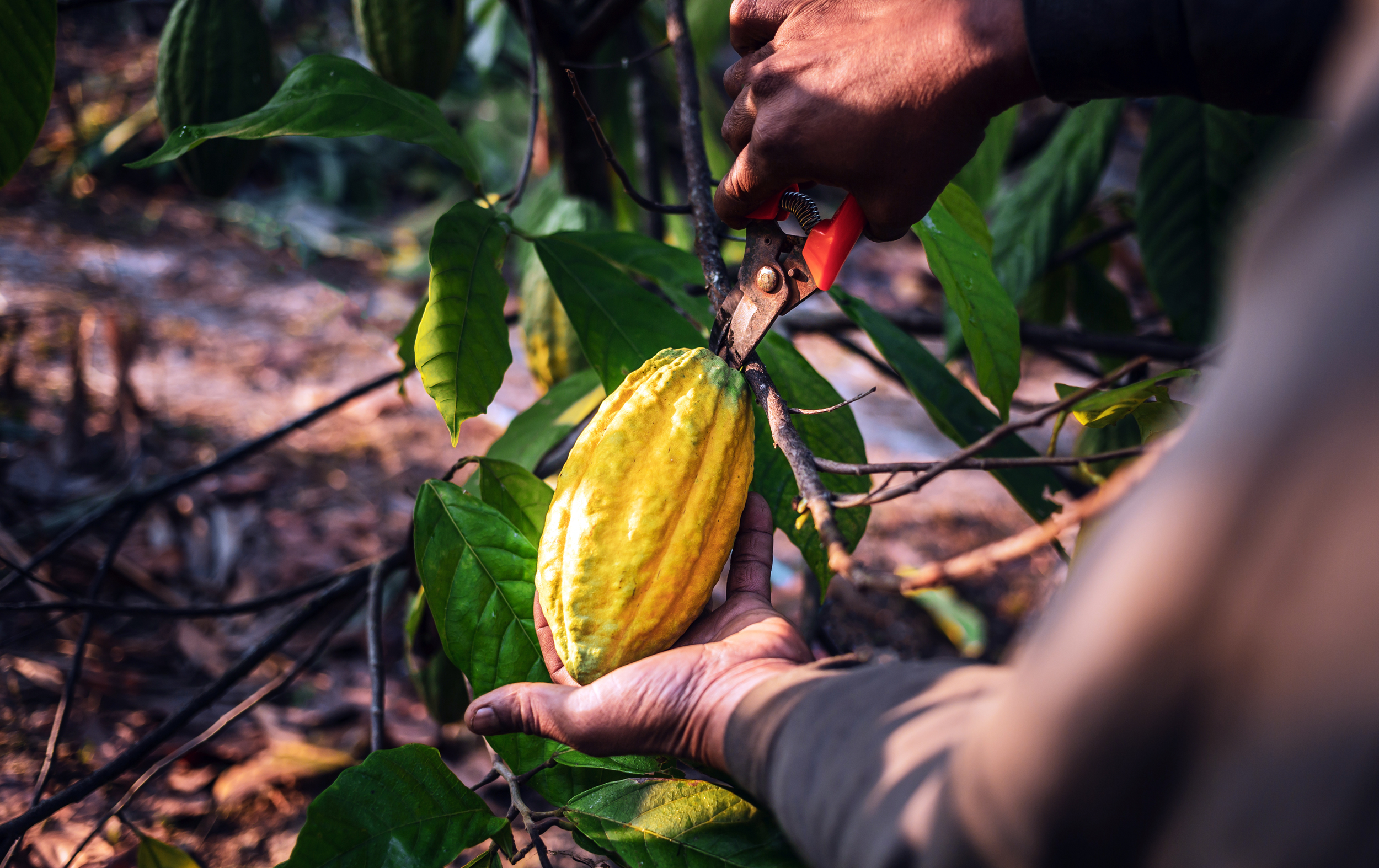 Photo of a worker harvesting a cacao pod