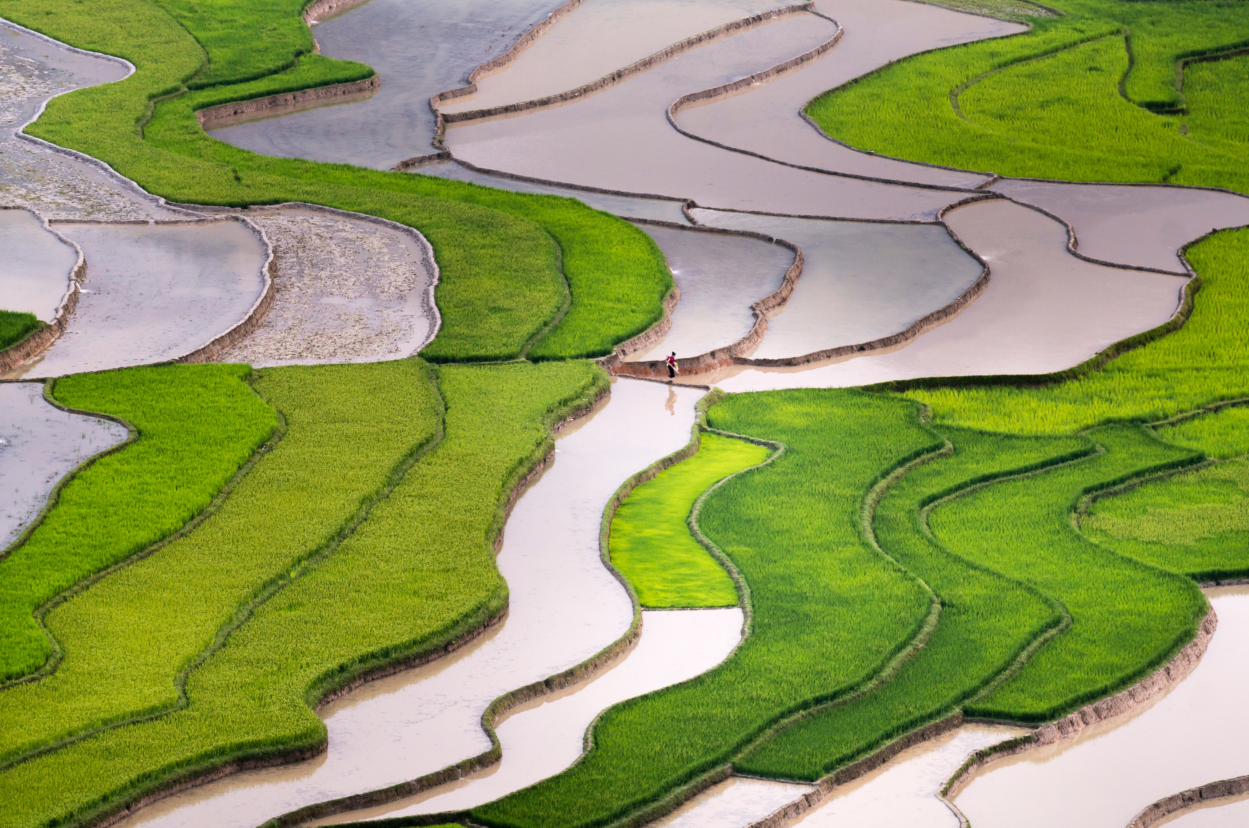 Aerial view of terraced rice paddies with a farm worker