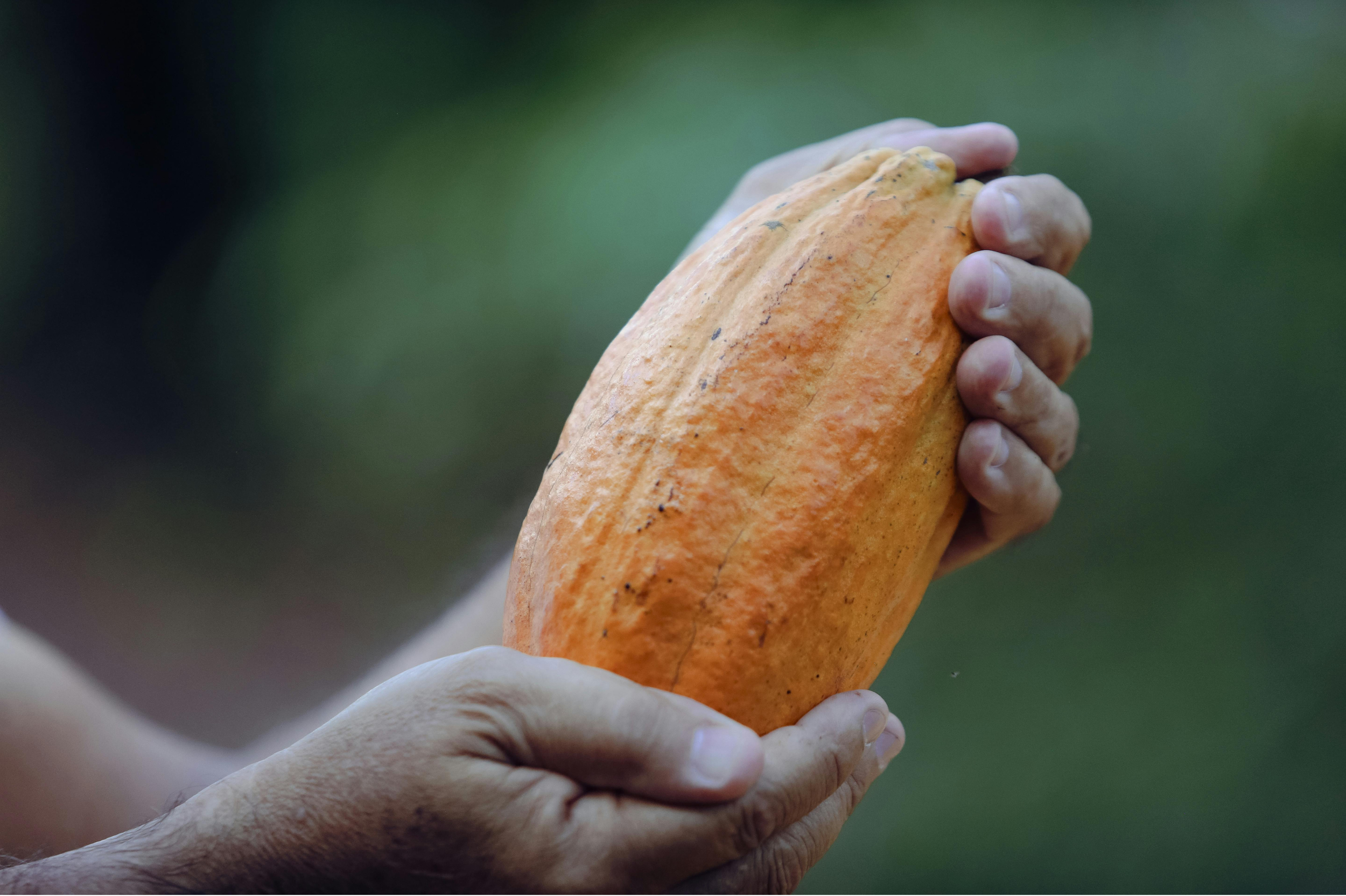 Photo of a person holding a cacao fruit