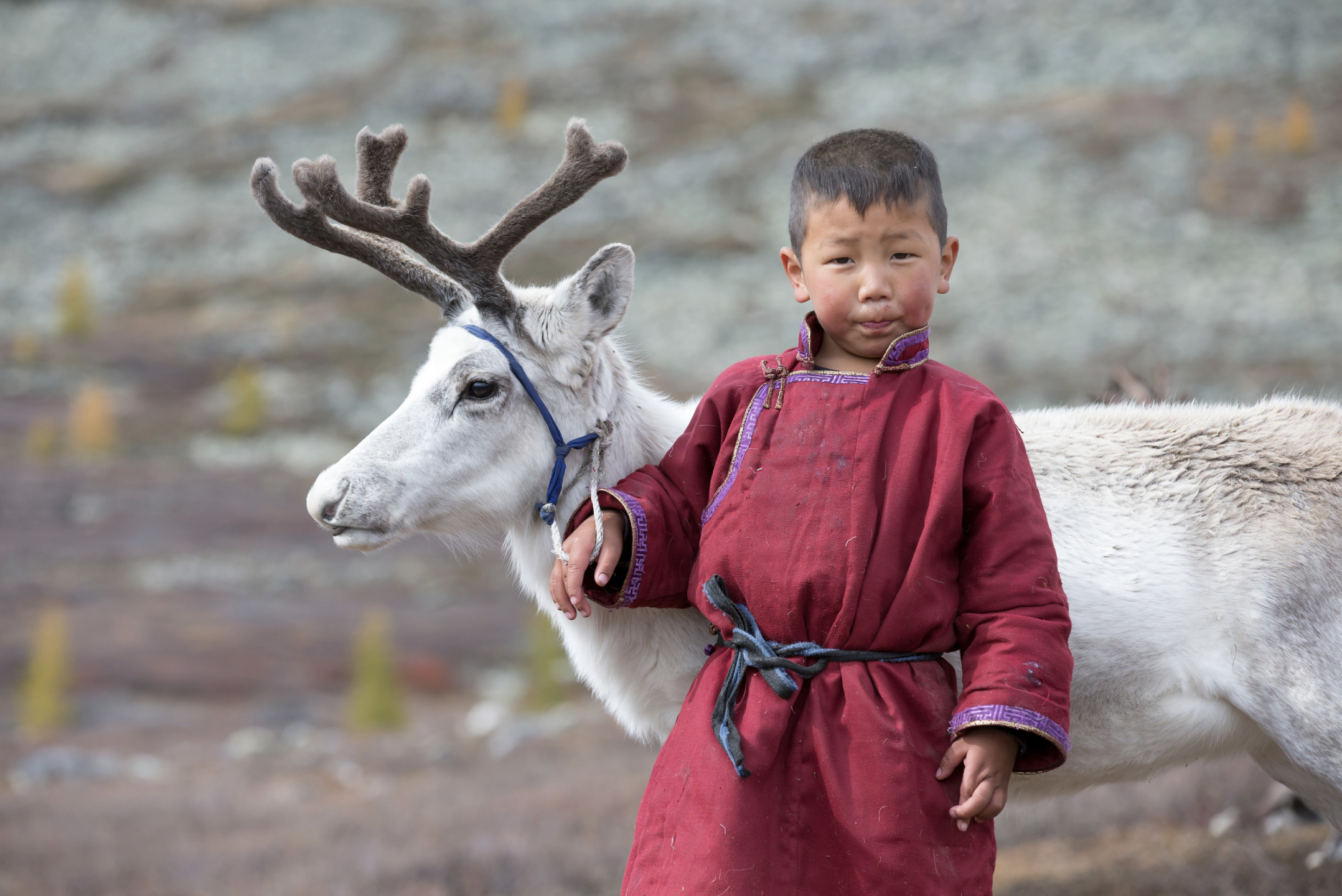 Young boy in traditional Mongolian garb tending to a reindeer