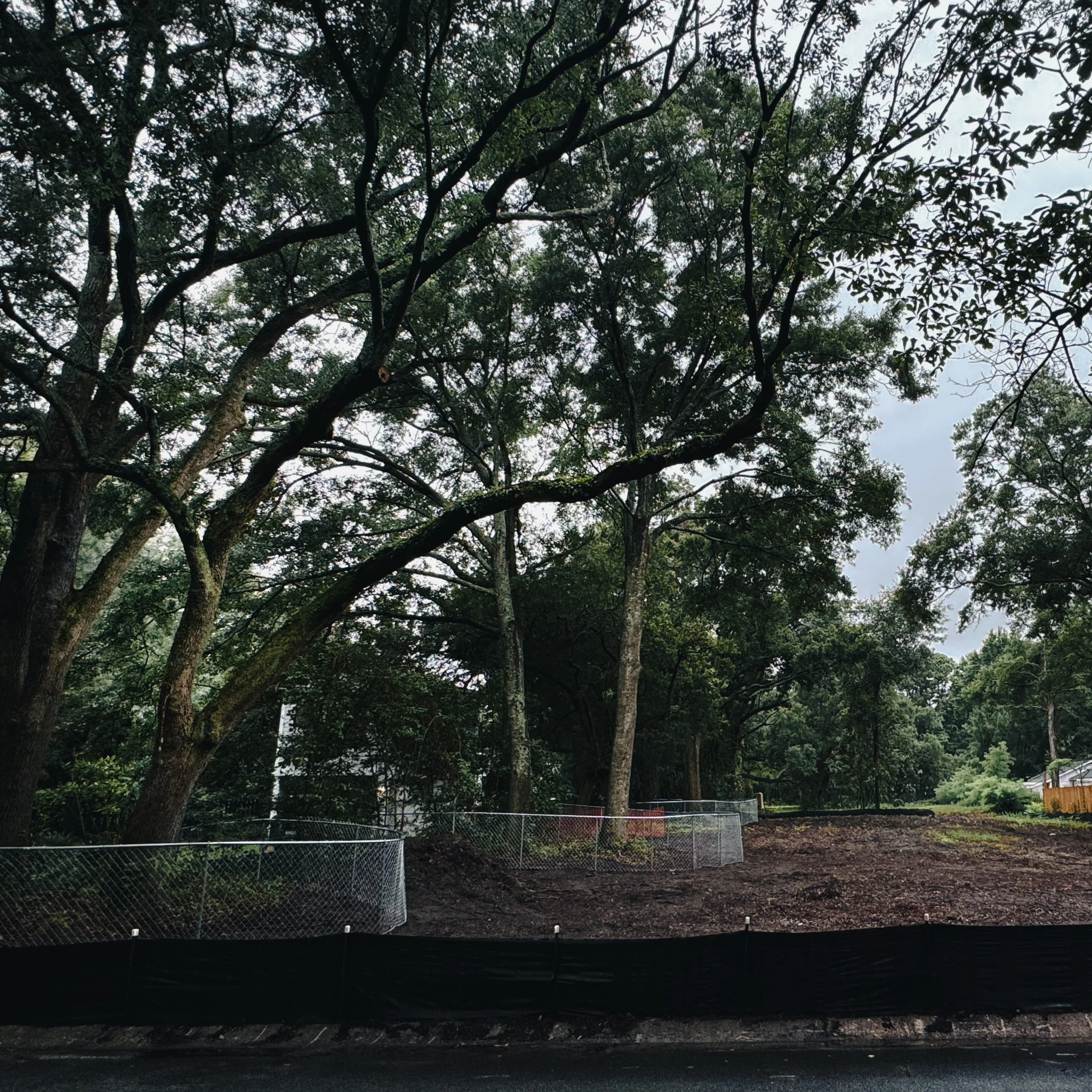 Large trees with dense foliage in a suburban area, with a fence and a partial view of a house on the right, under an overcast sky.