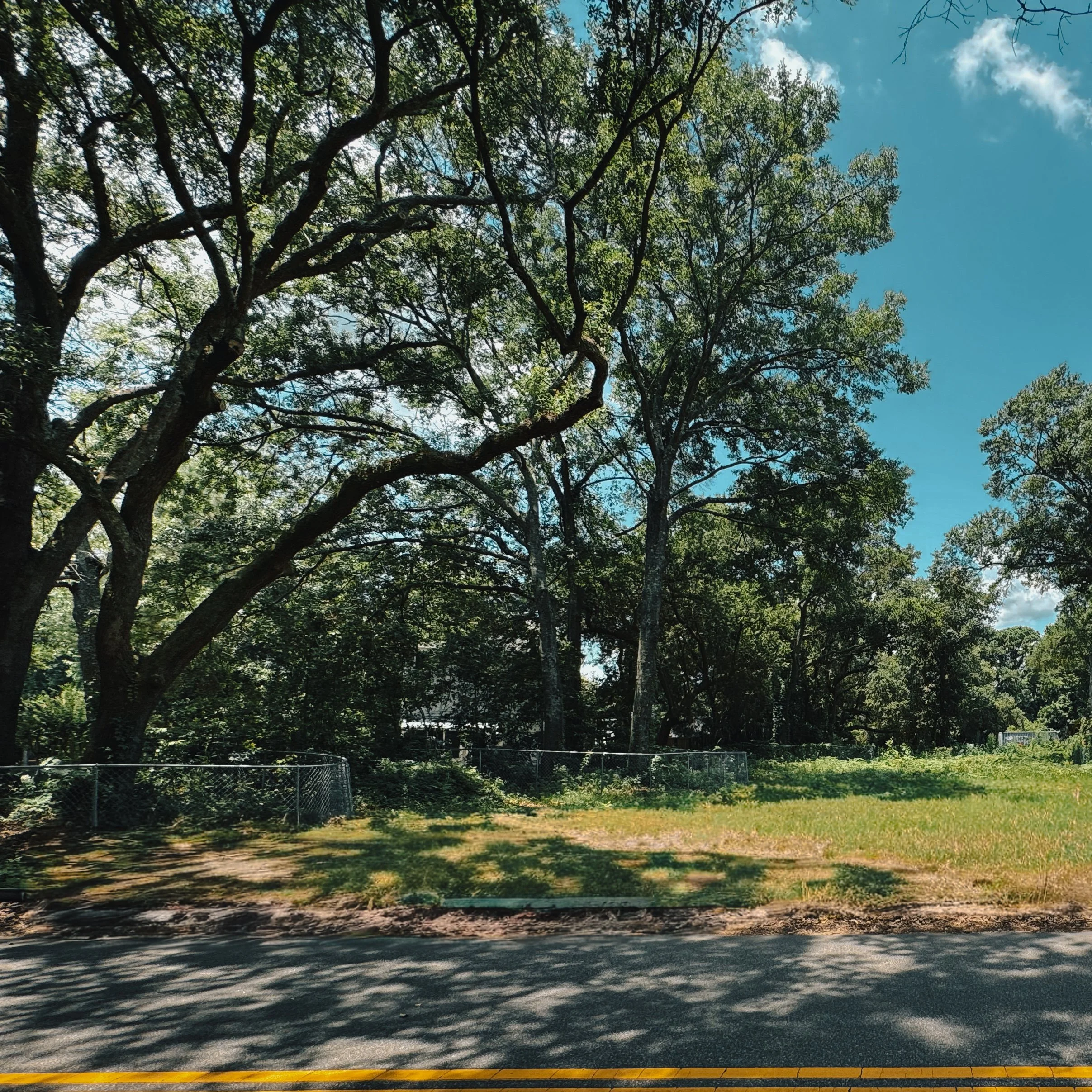 A sunny day with large trees casting shadows over grassy land next to a paved street with yellow lines.