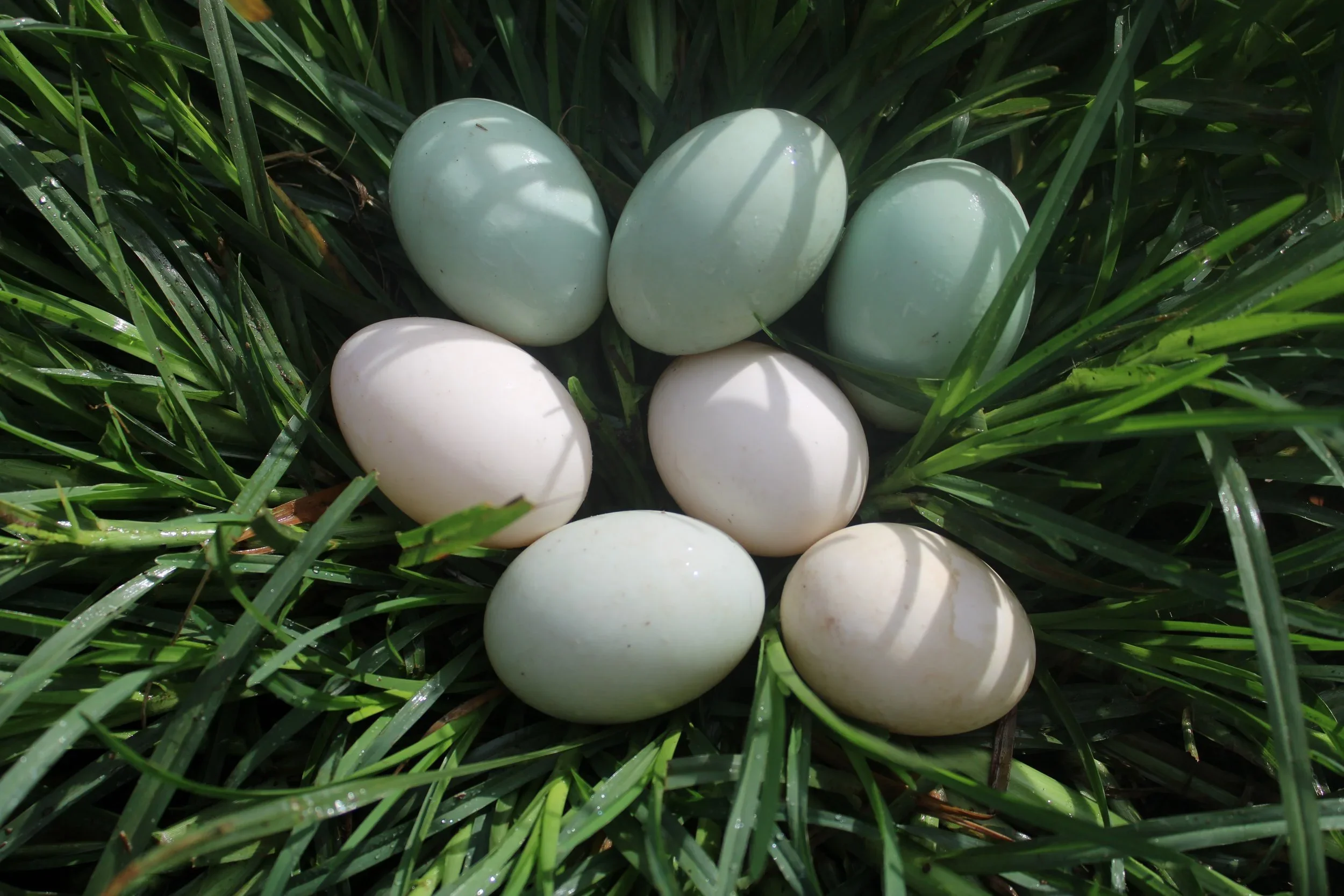 Duck Eggs
